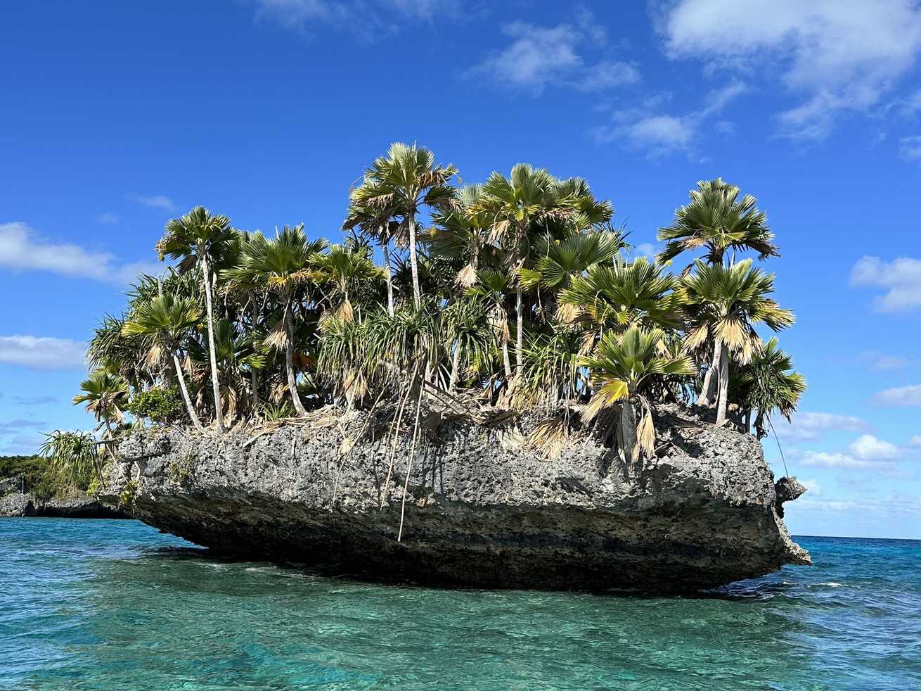 Pritchardia thurstonii