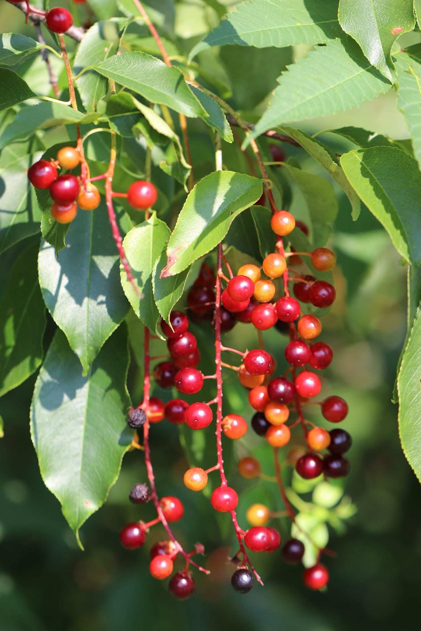 Prunus