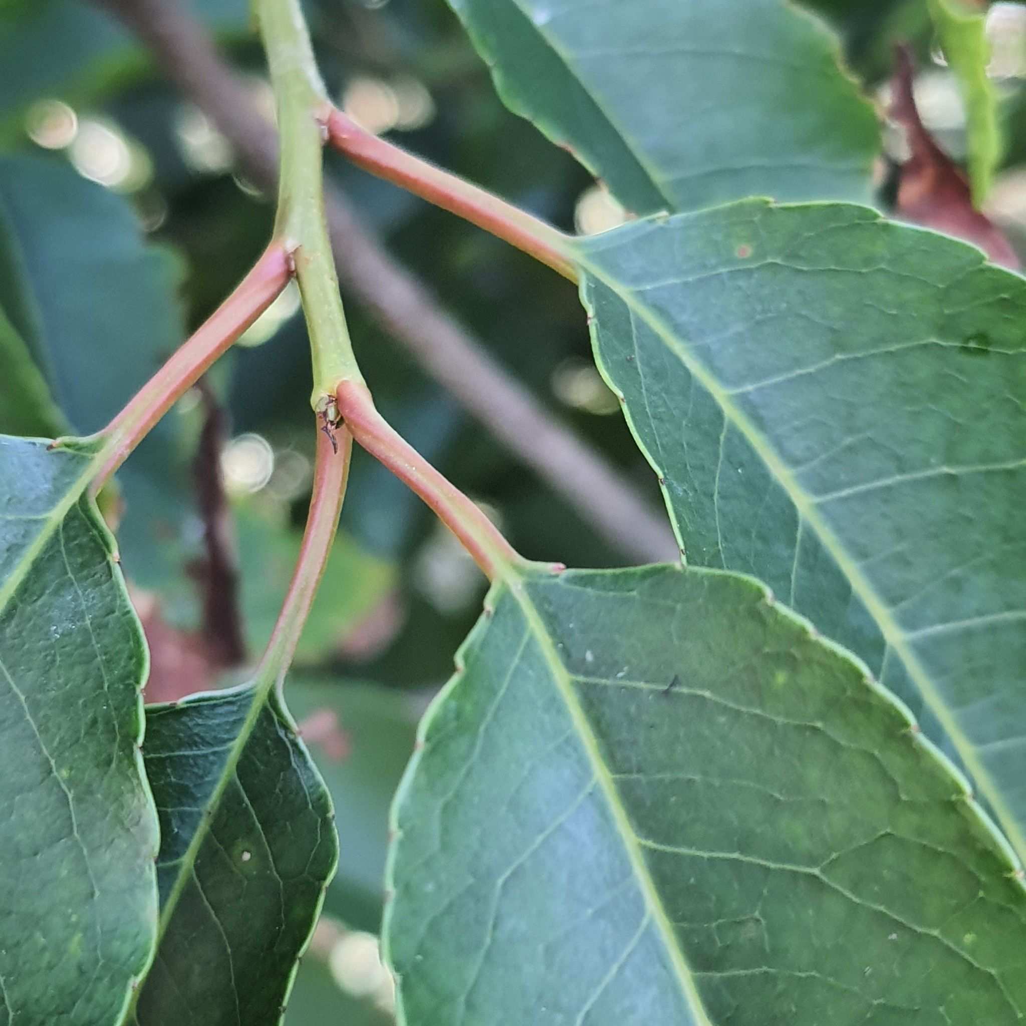 Prunus africana