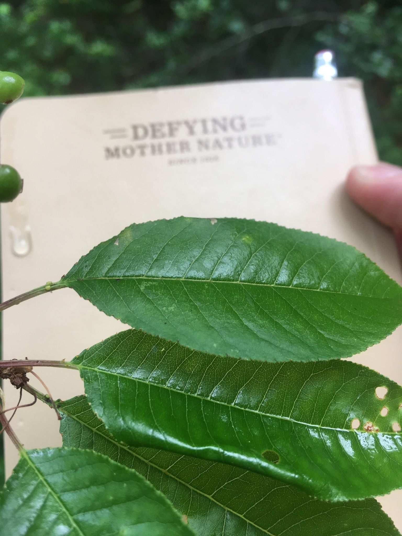 Prunus alleghaniensis