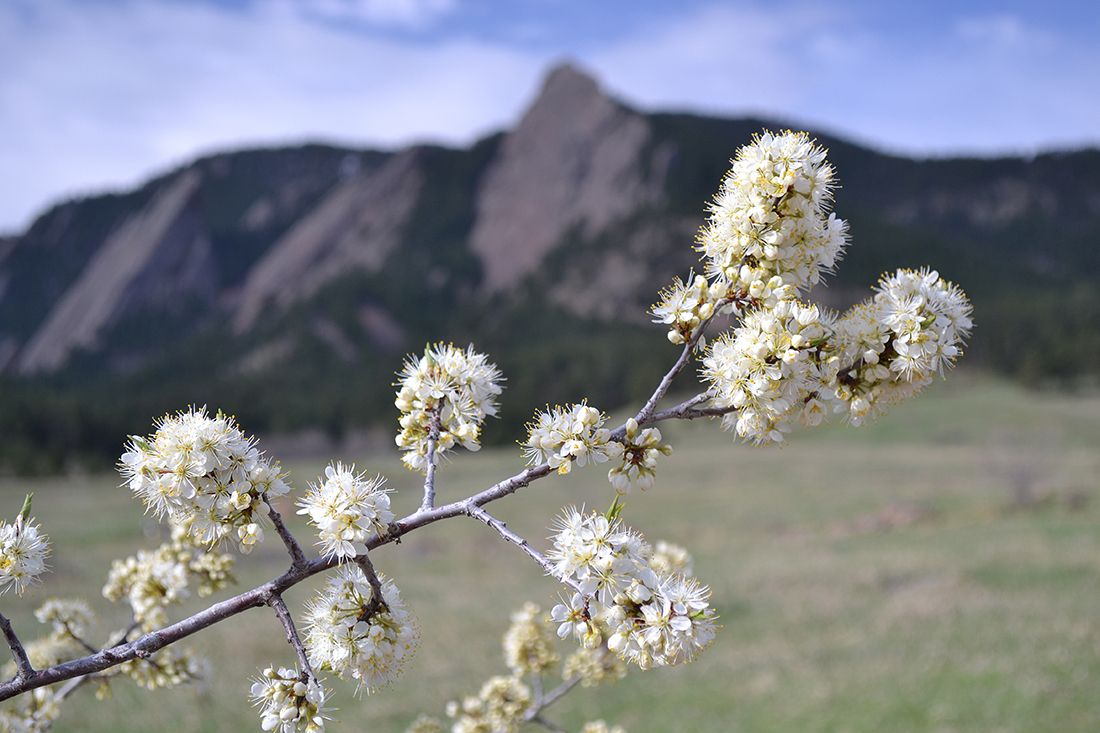 Prunus americana