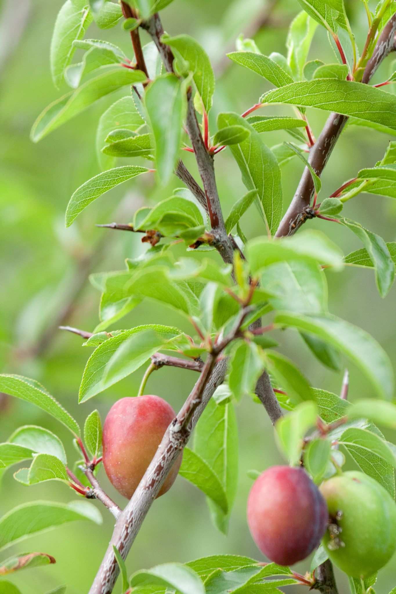 Prunus angustifolia
