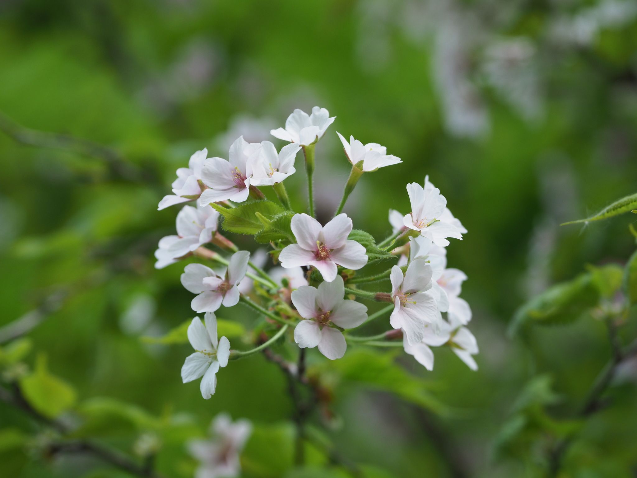 Prunus apetala