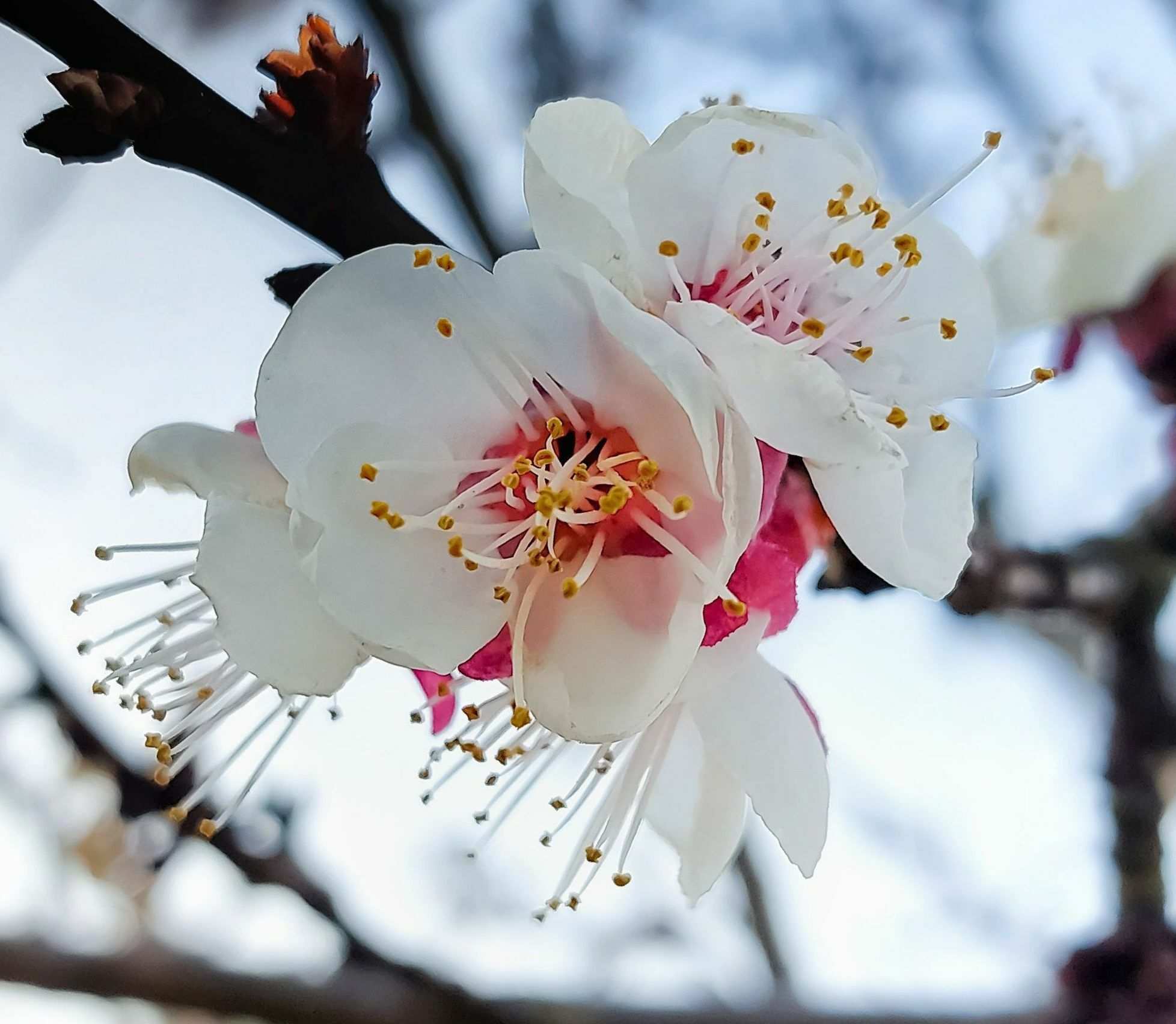 Prunus armeniaca