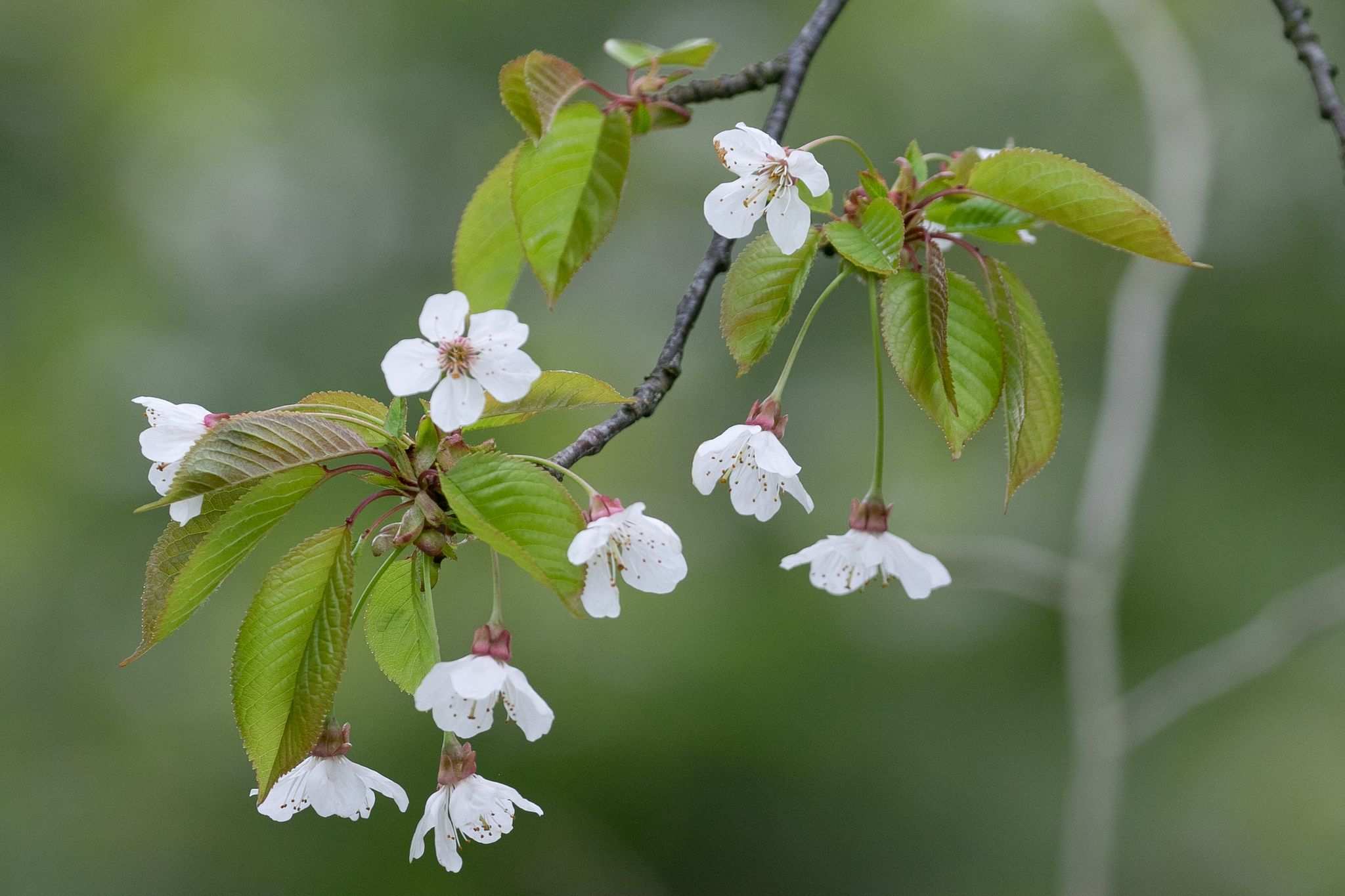 Prunus avium
