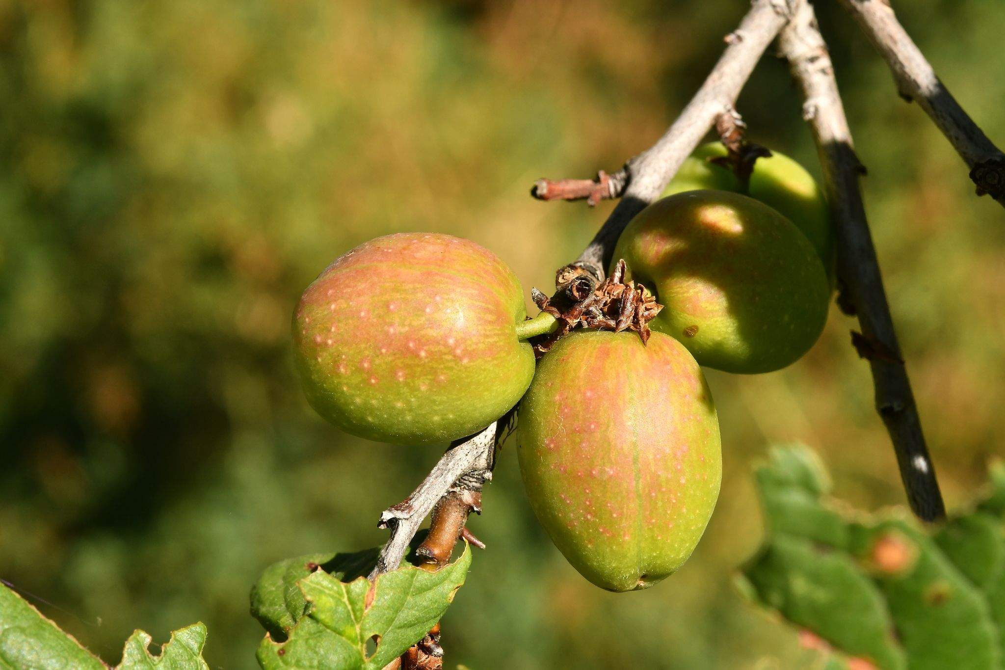 Prunus brigantina
