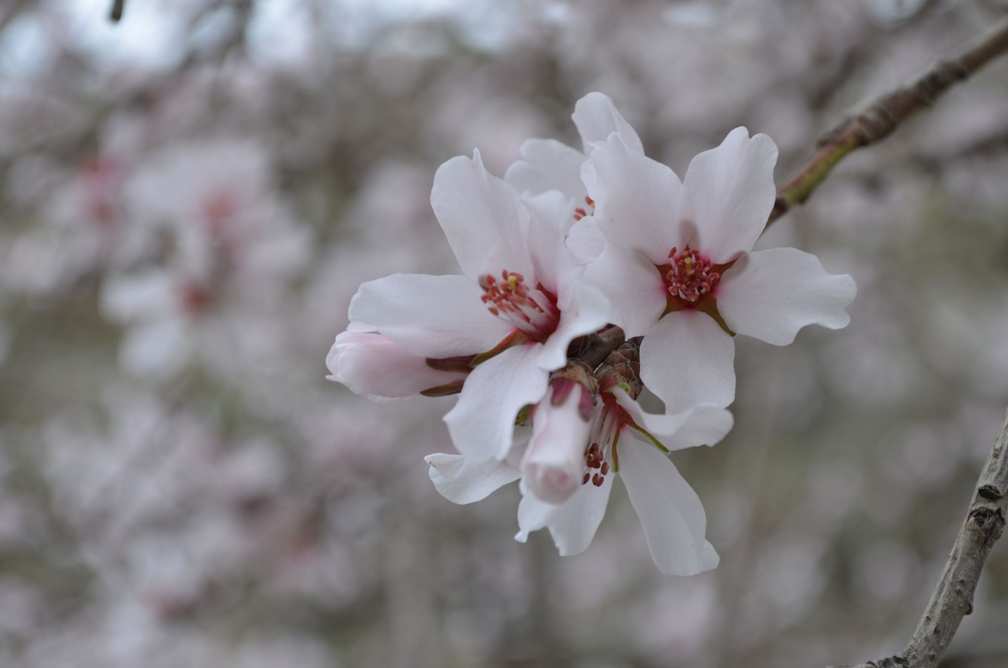 Prunus bucharica