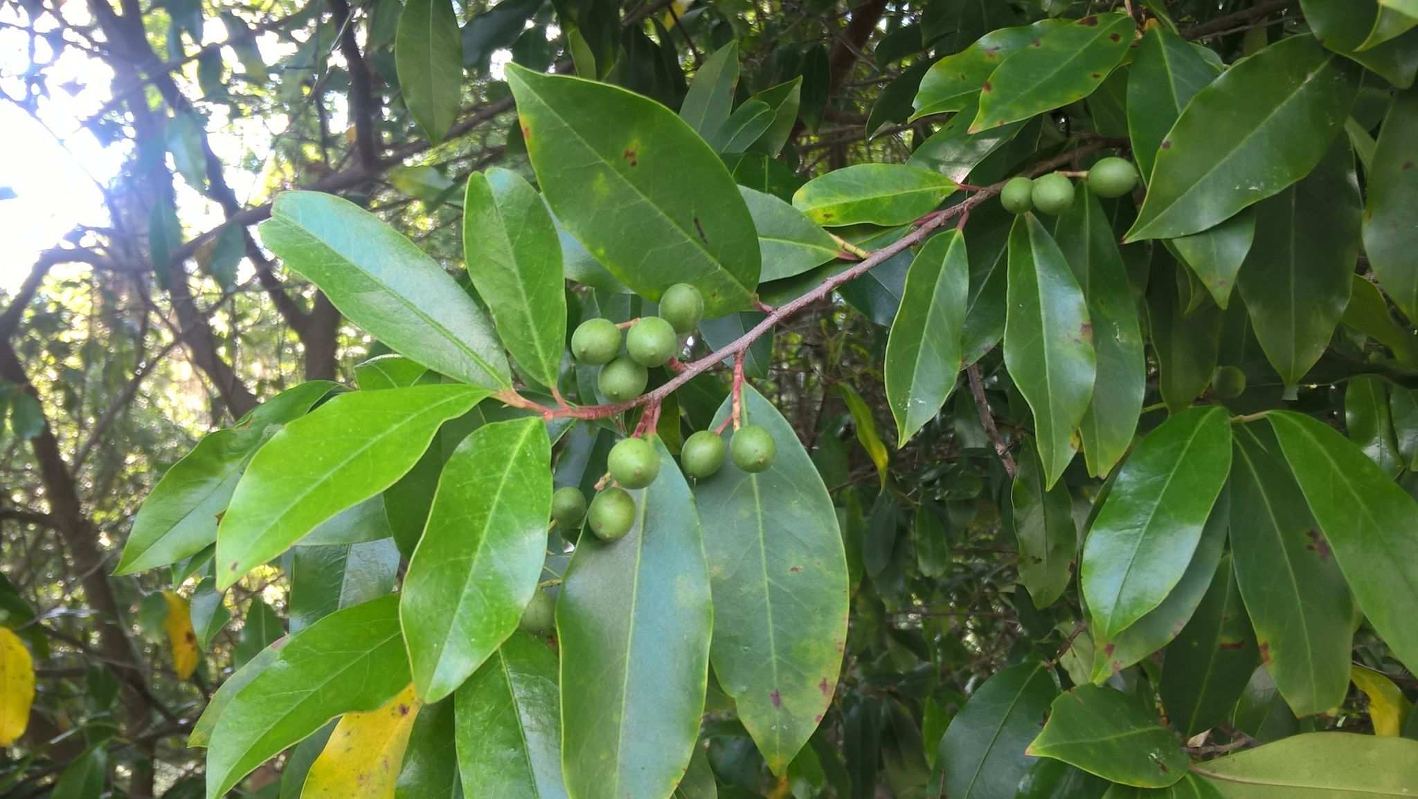 Prunus caroliniana