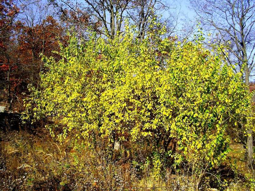 Prunus cerasifera