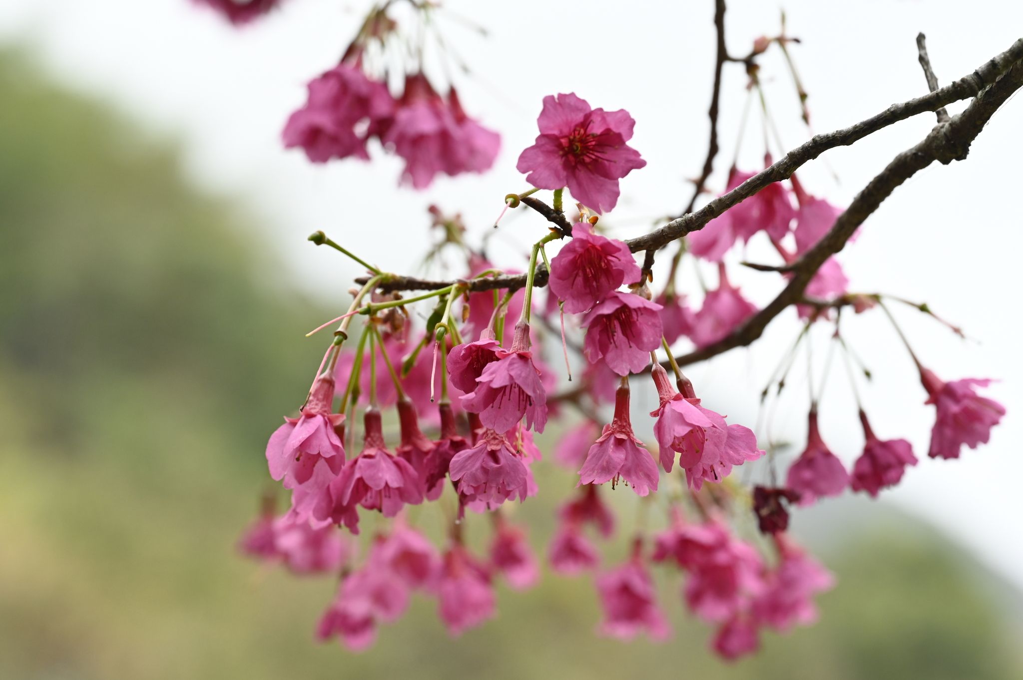 Prunus cerasoides