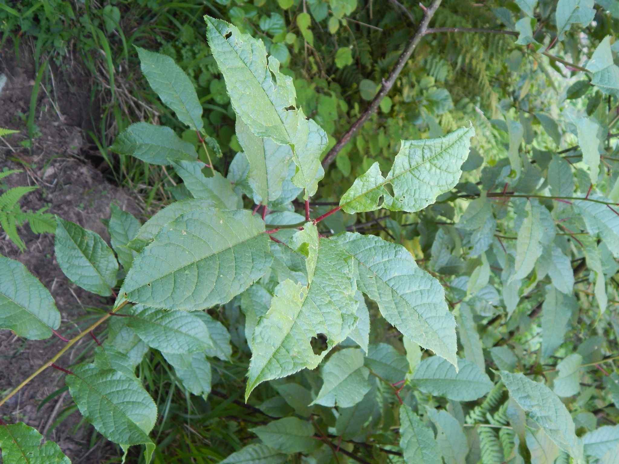 Prunus cornuta