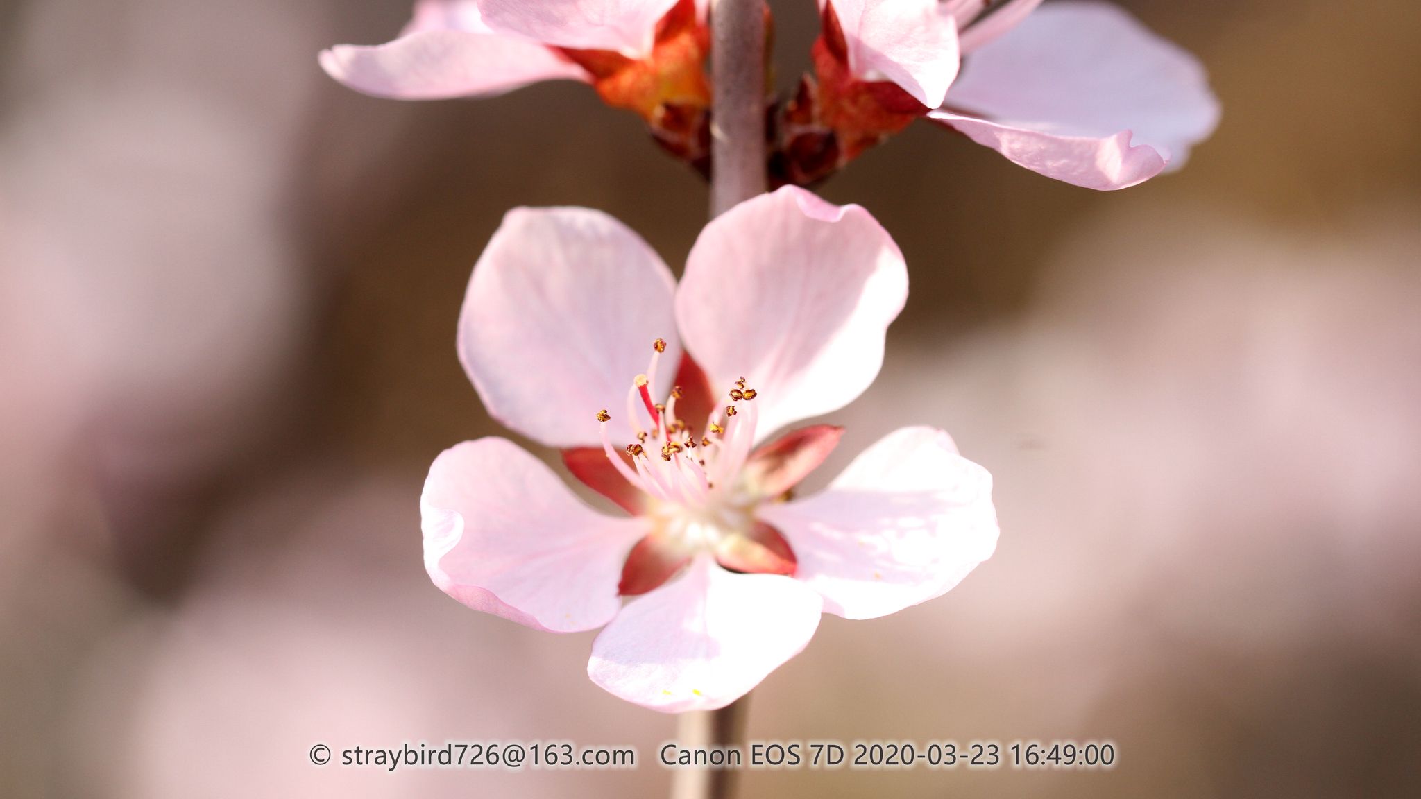 Prunus davidiana