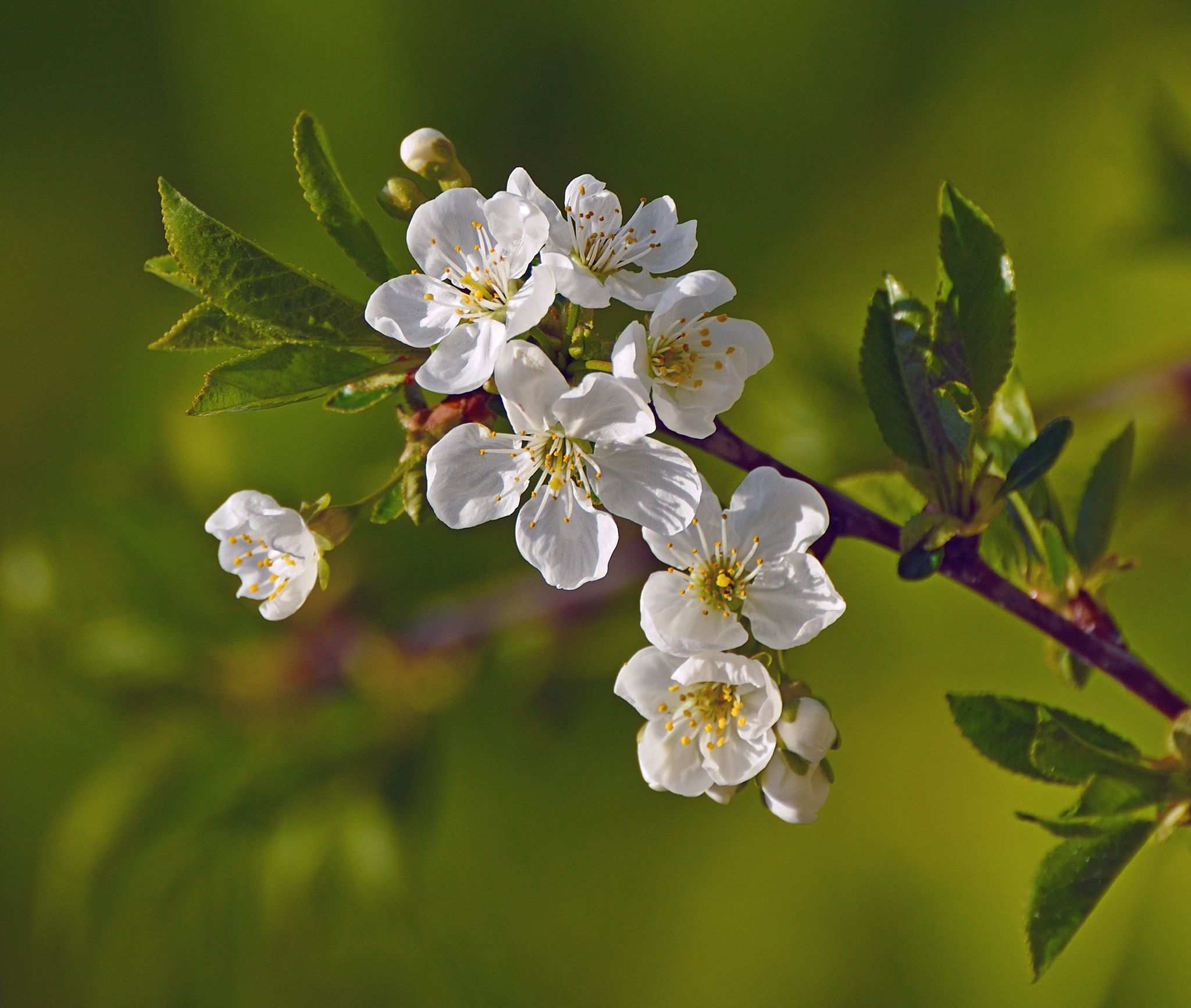 Prunus domestica