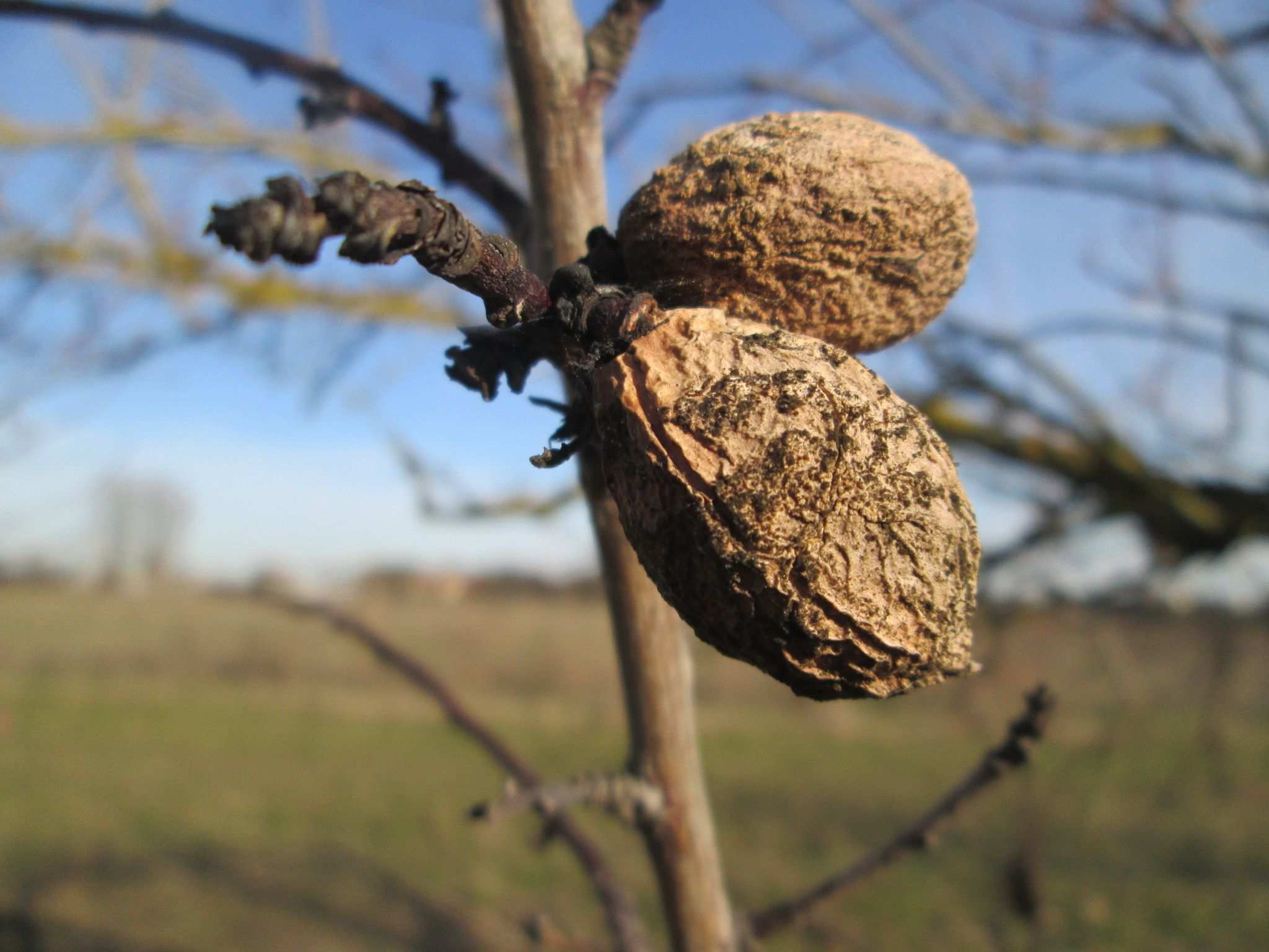 Prunus dulcis