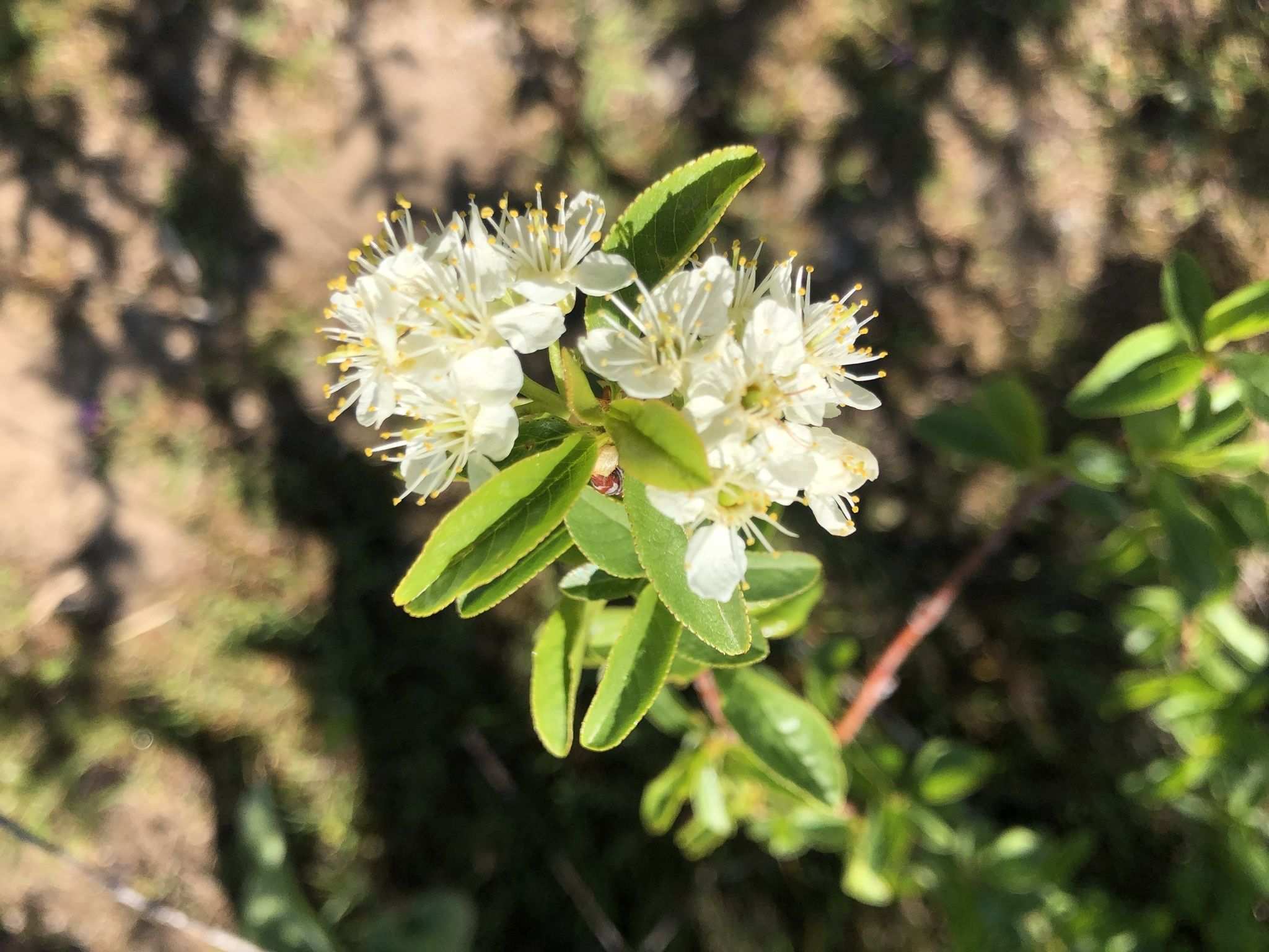Prunus emarginata