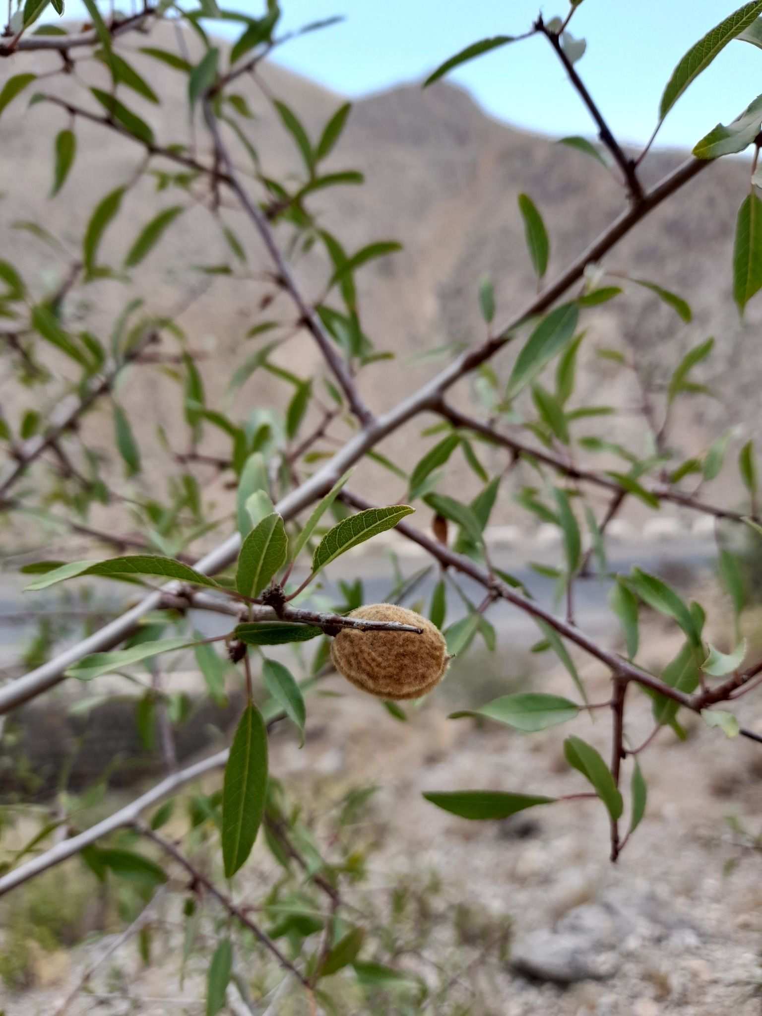 Prunus fenzliana