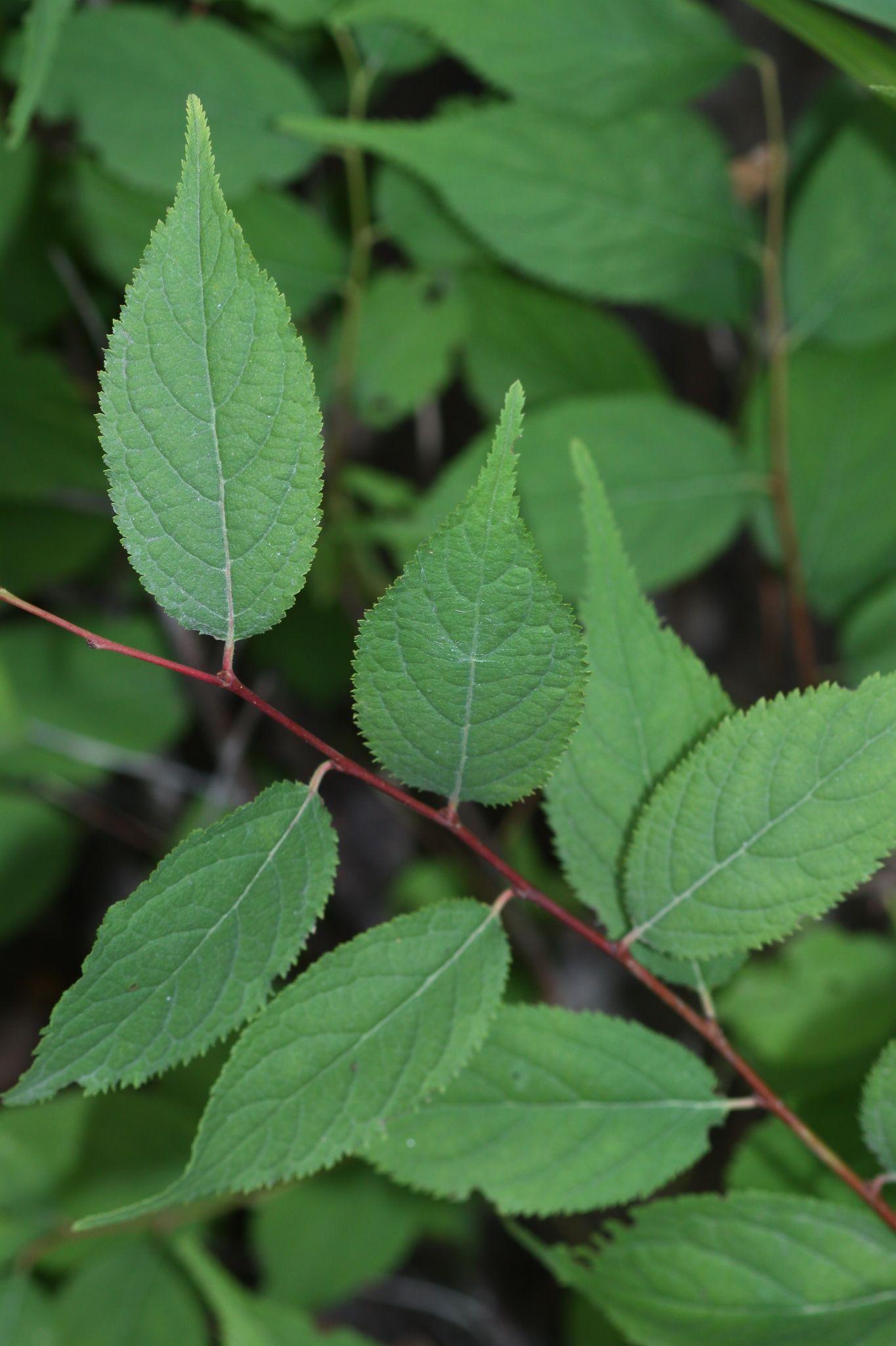 Prunus glandulosa