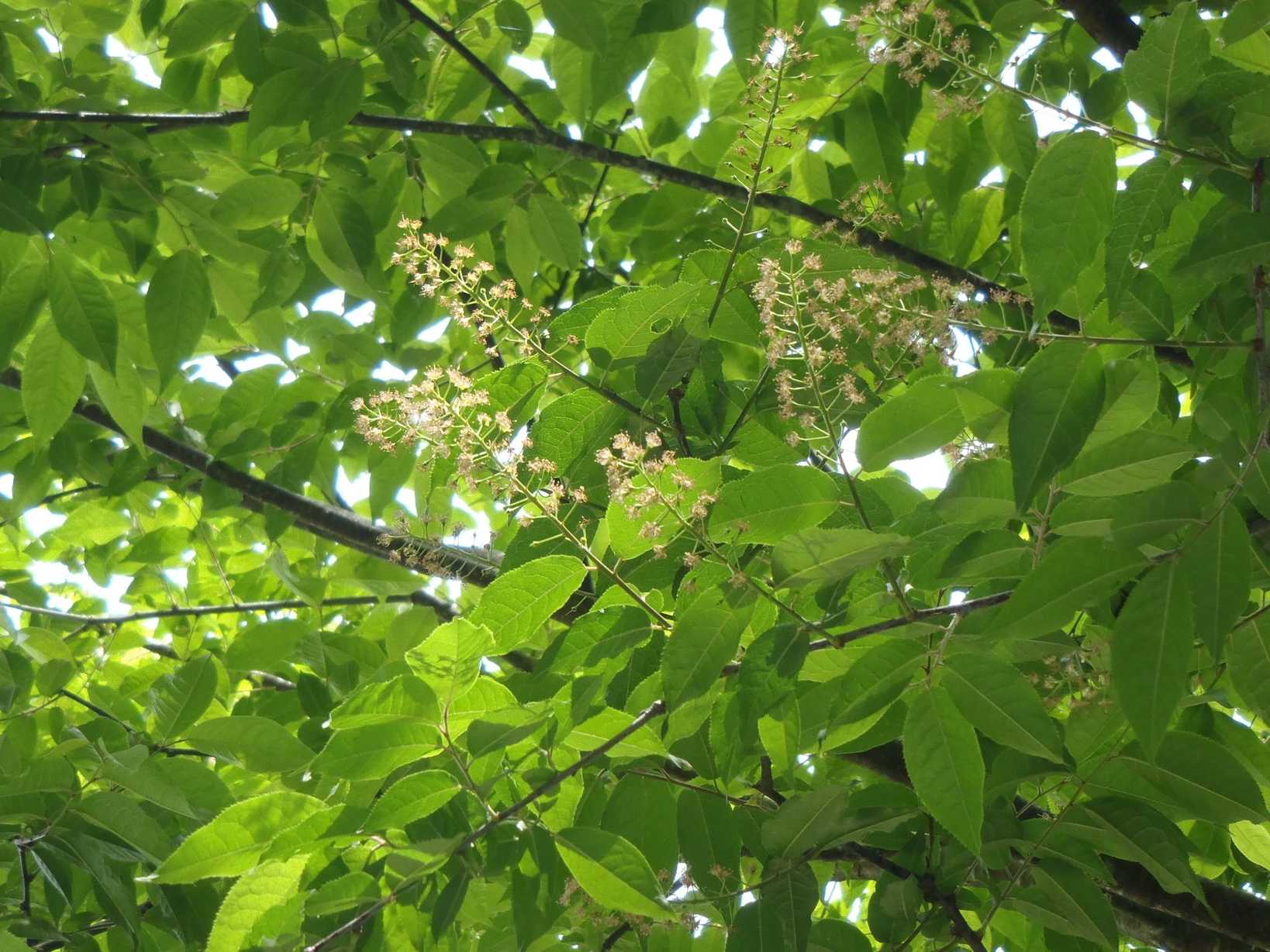 Prunus grayana