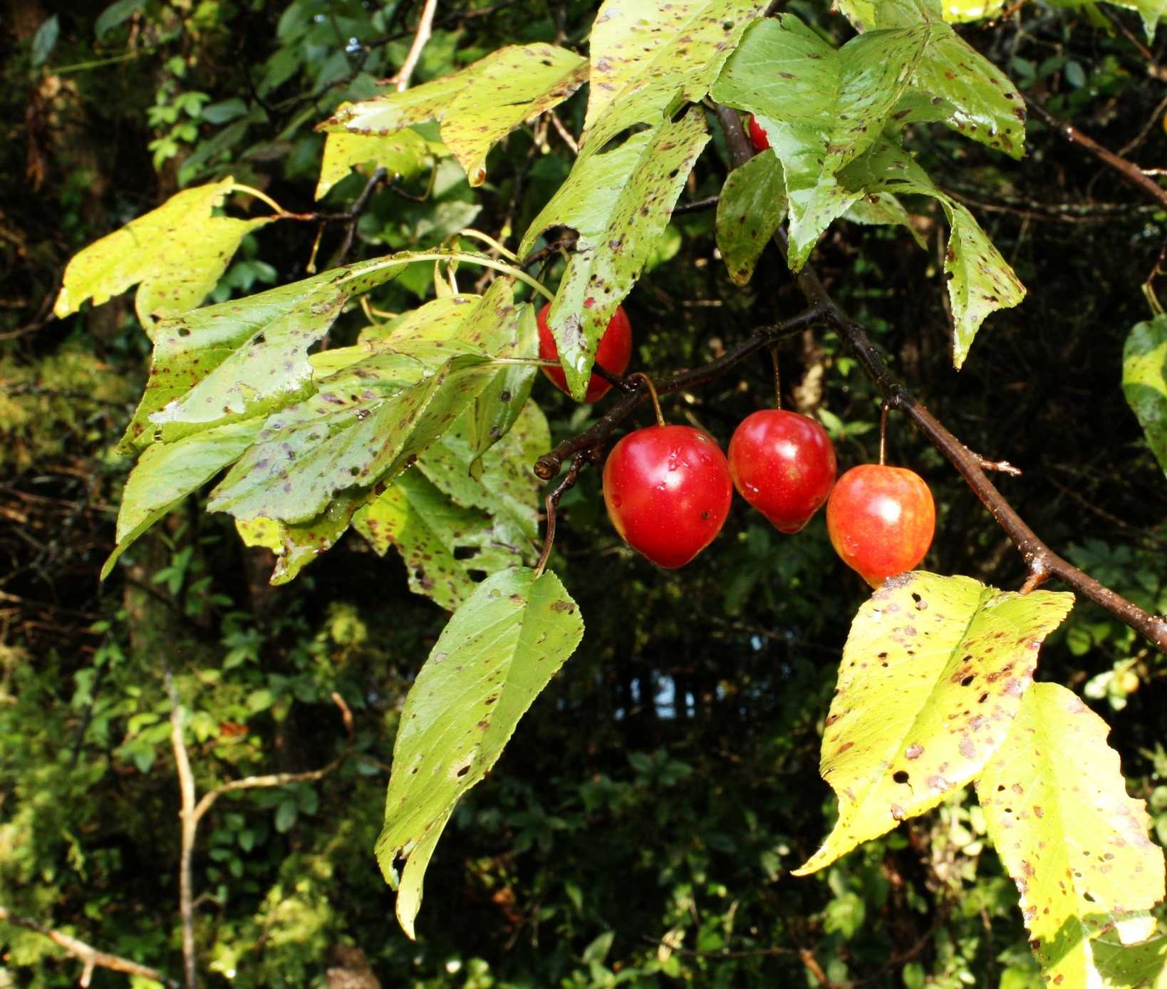 Prunus hortulana