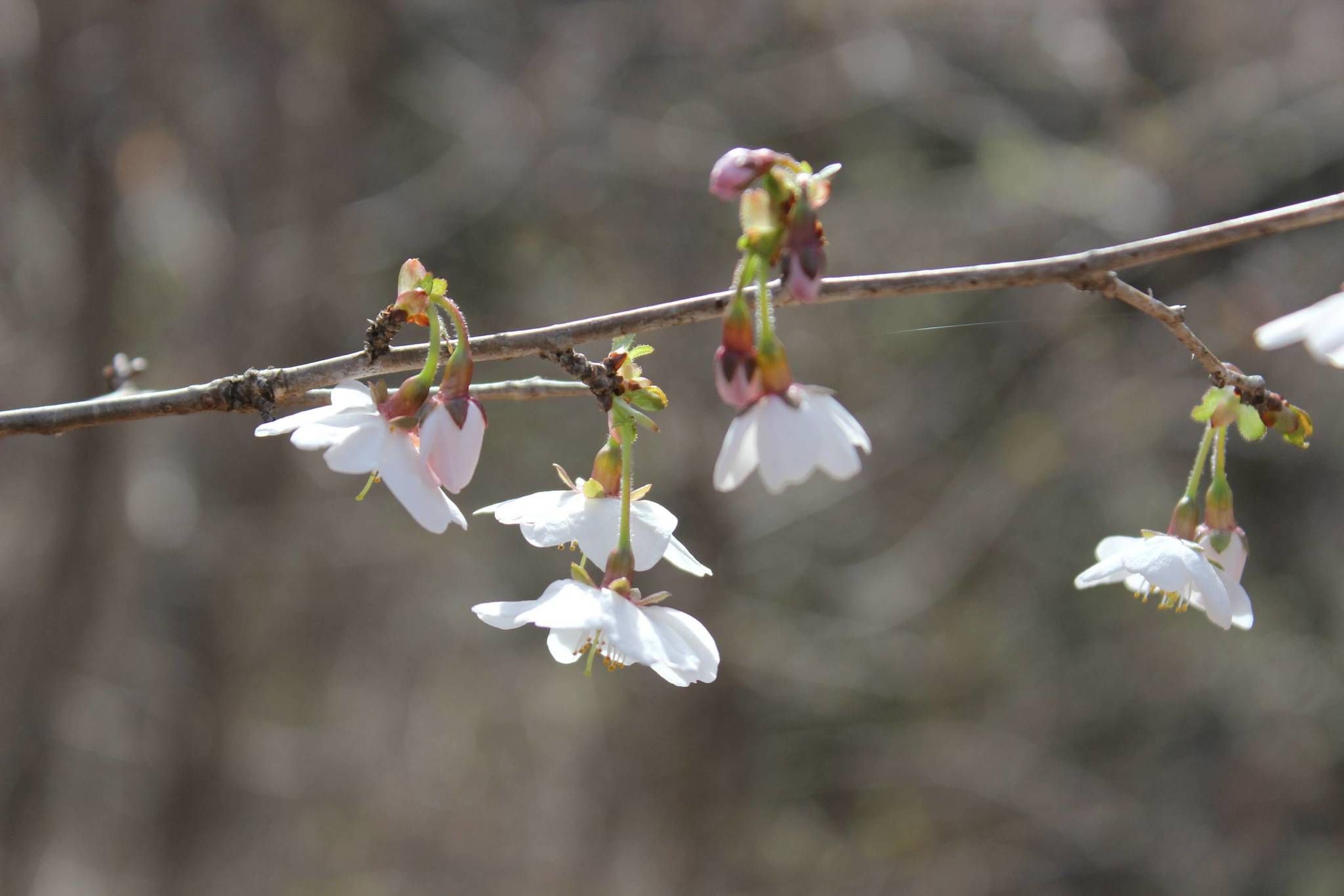 Prunus incisa