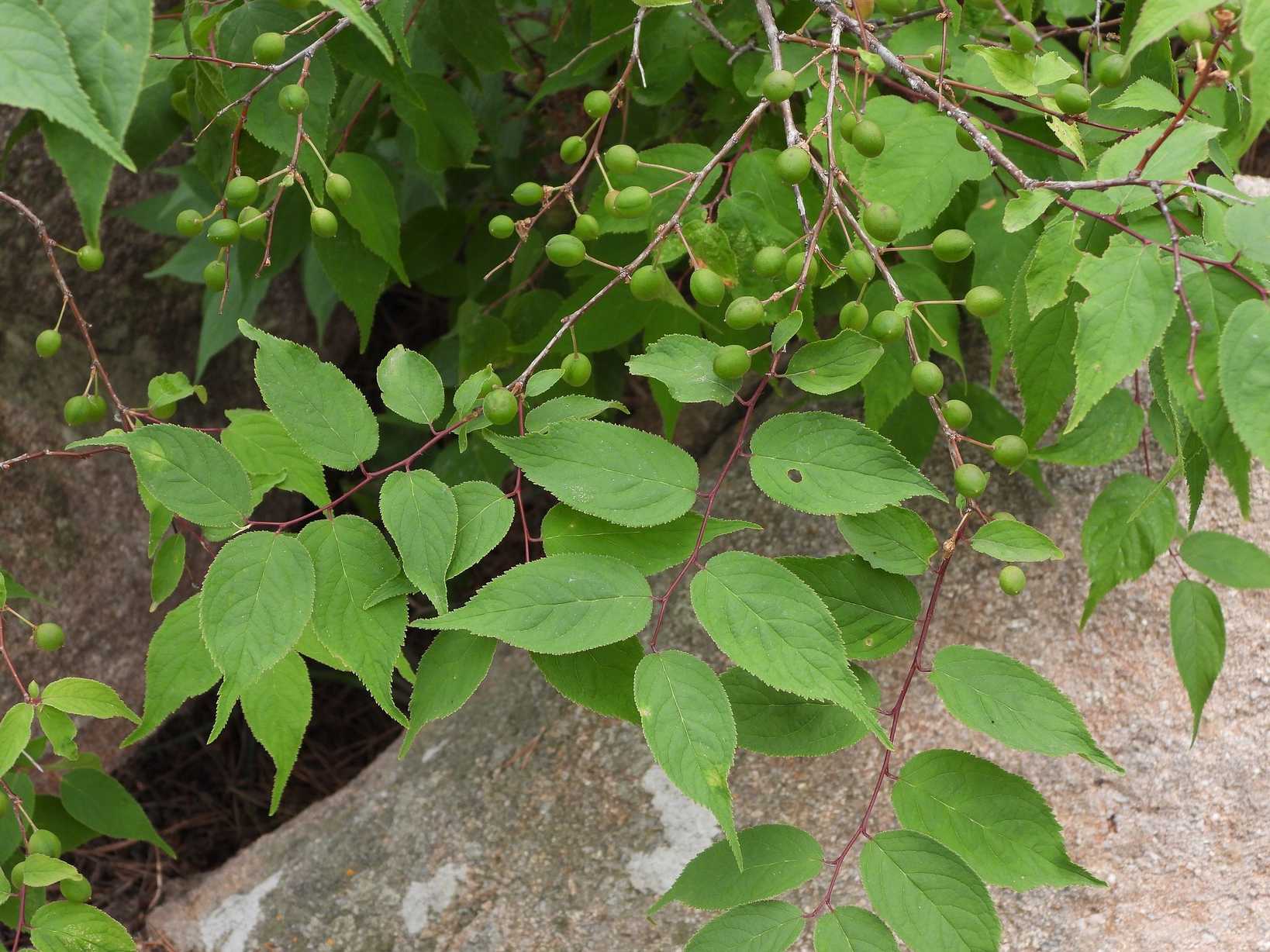 Prunus japonica