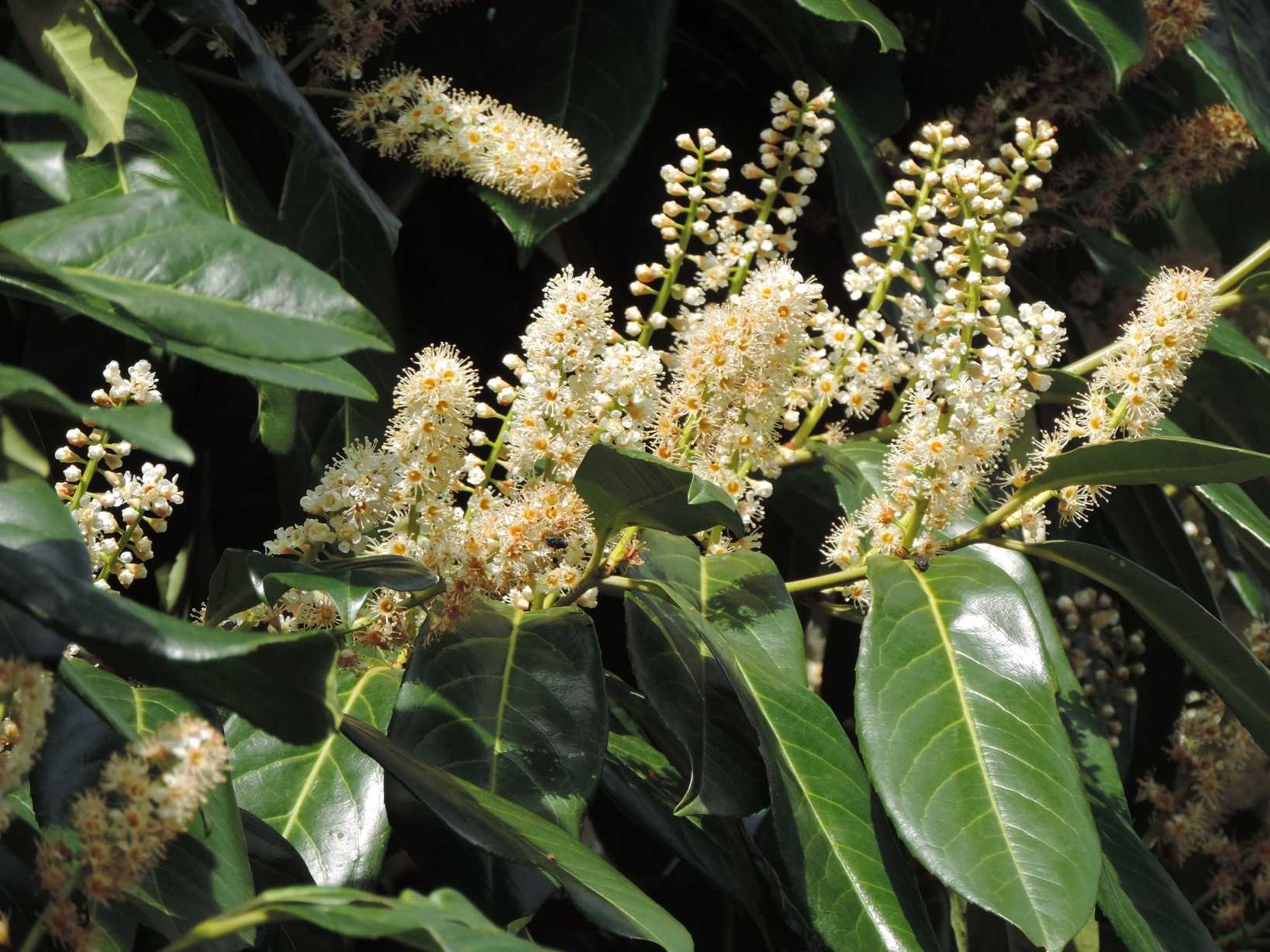Prunus laurocerasus