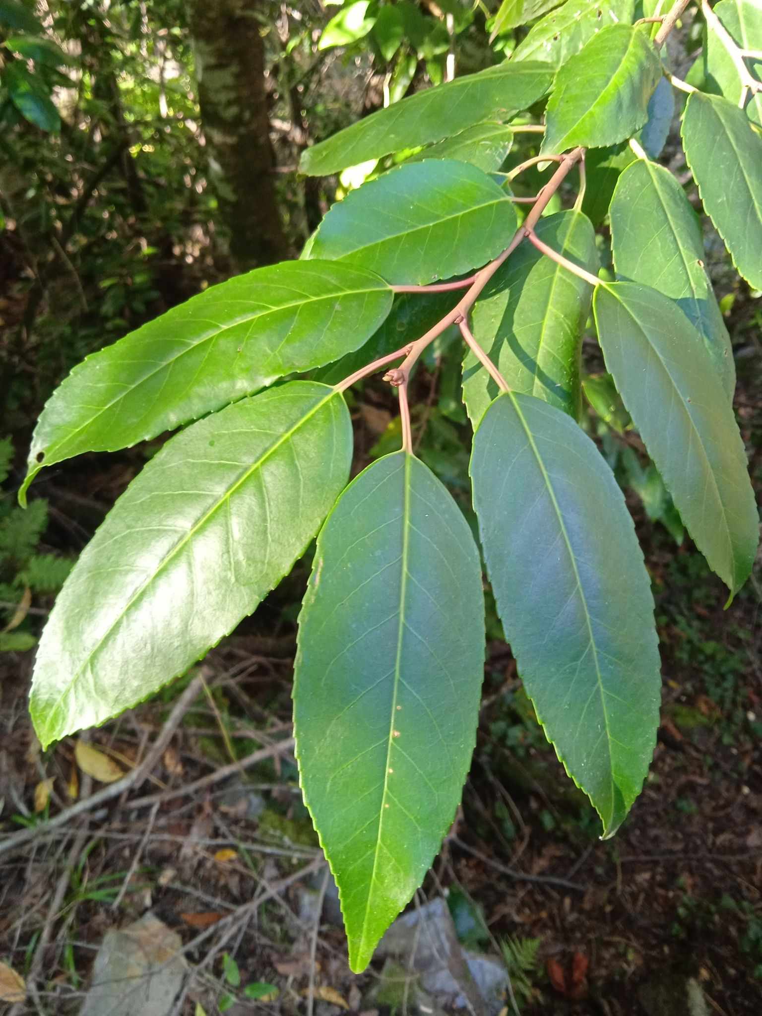Prunus lusitanica