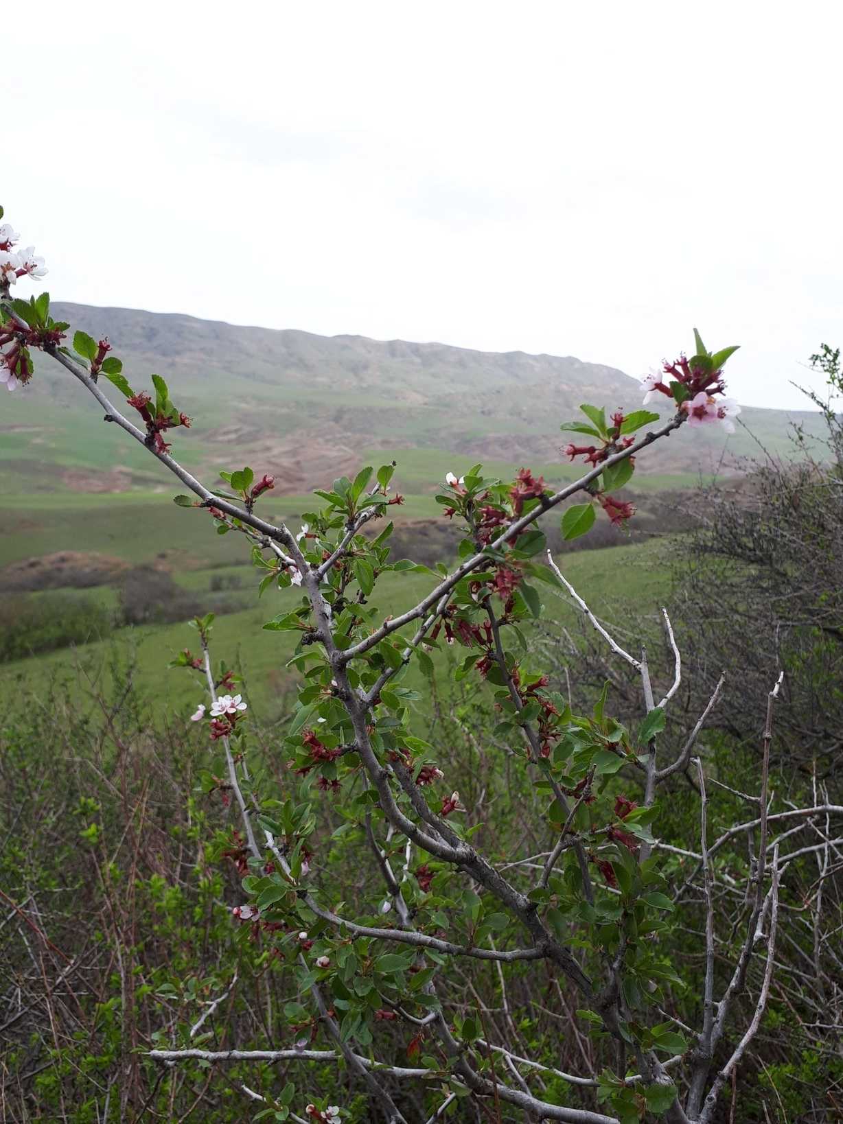 Prunus microcarpa