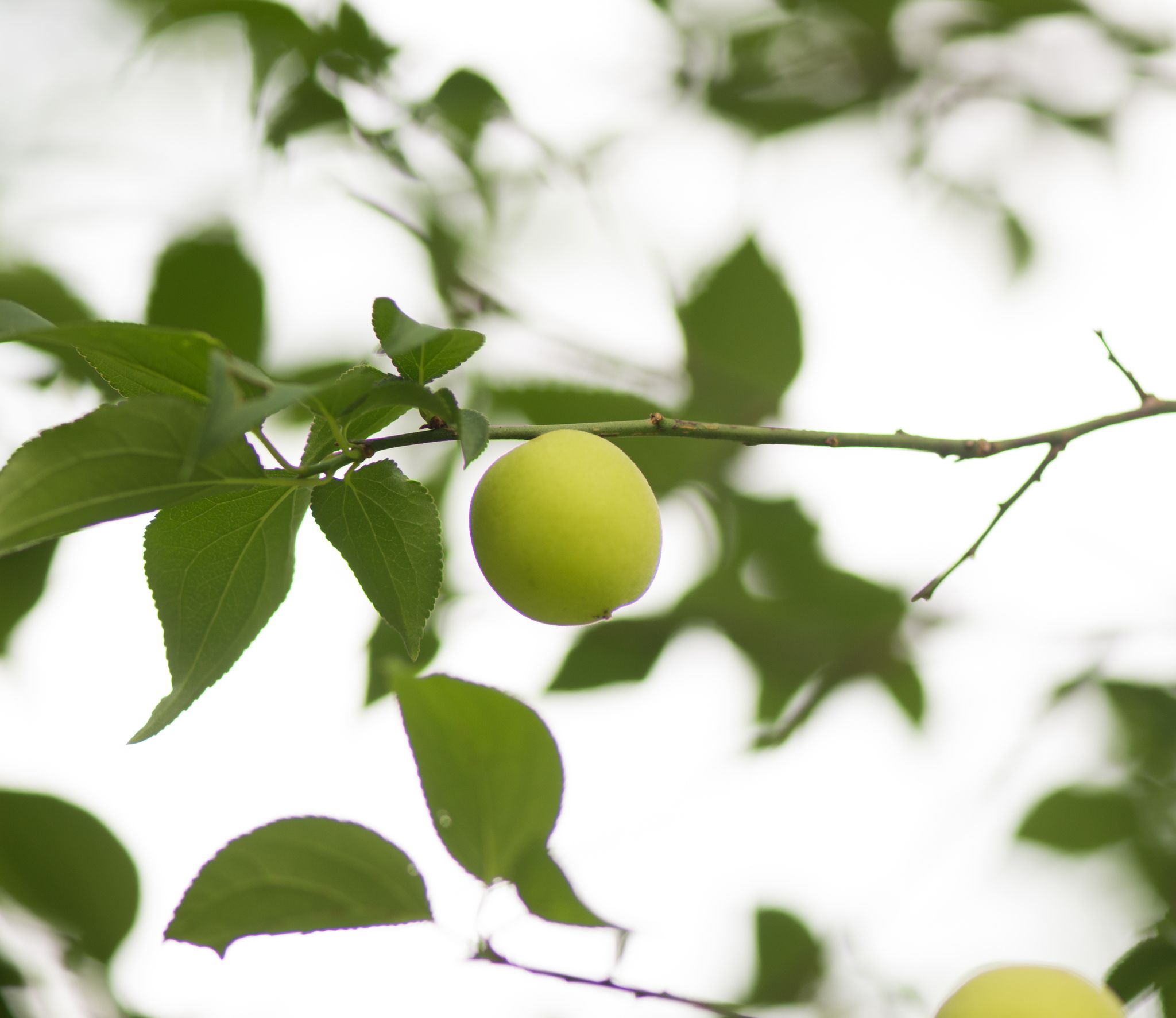 Prunus mume