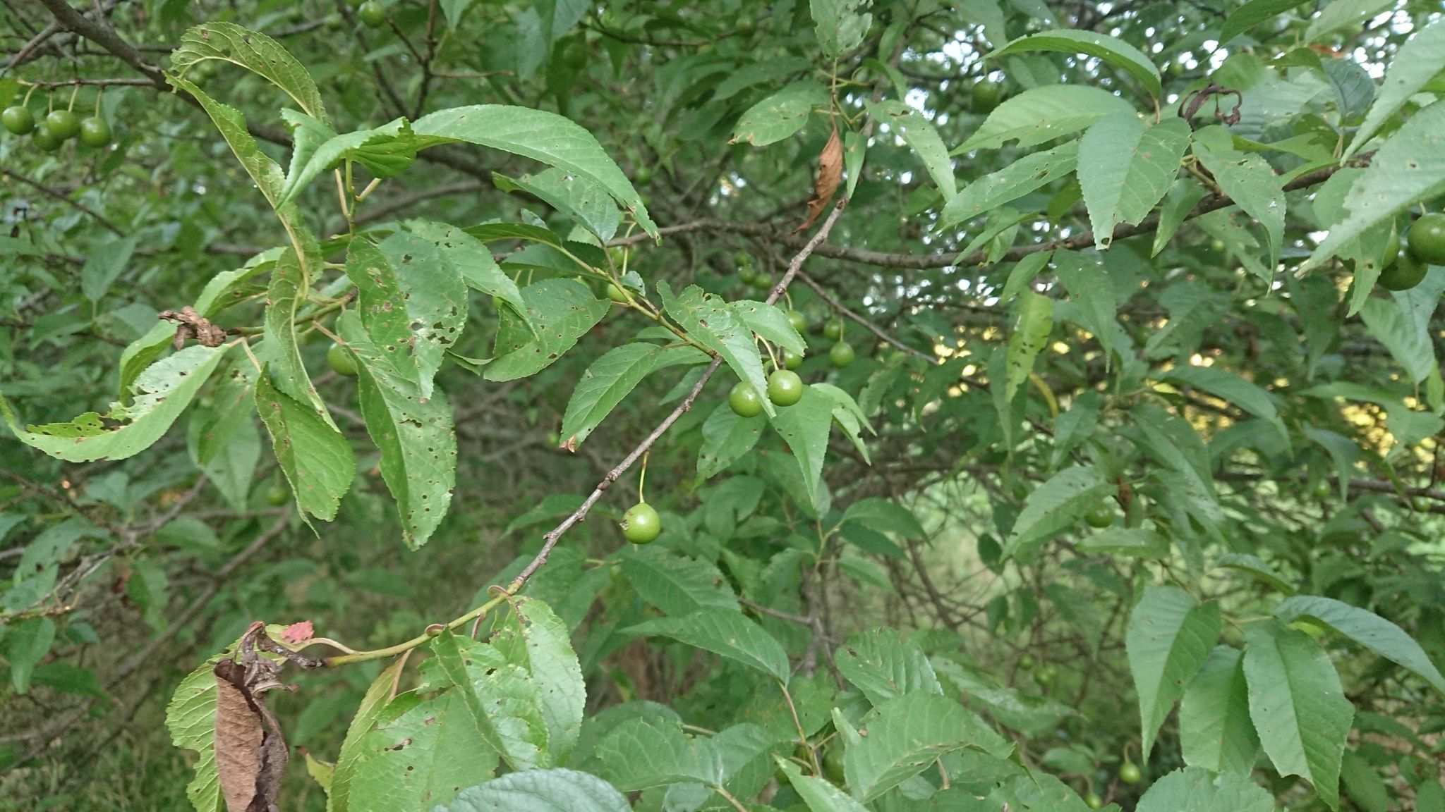 Prunus munsoniana