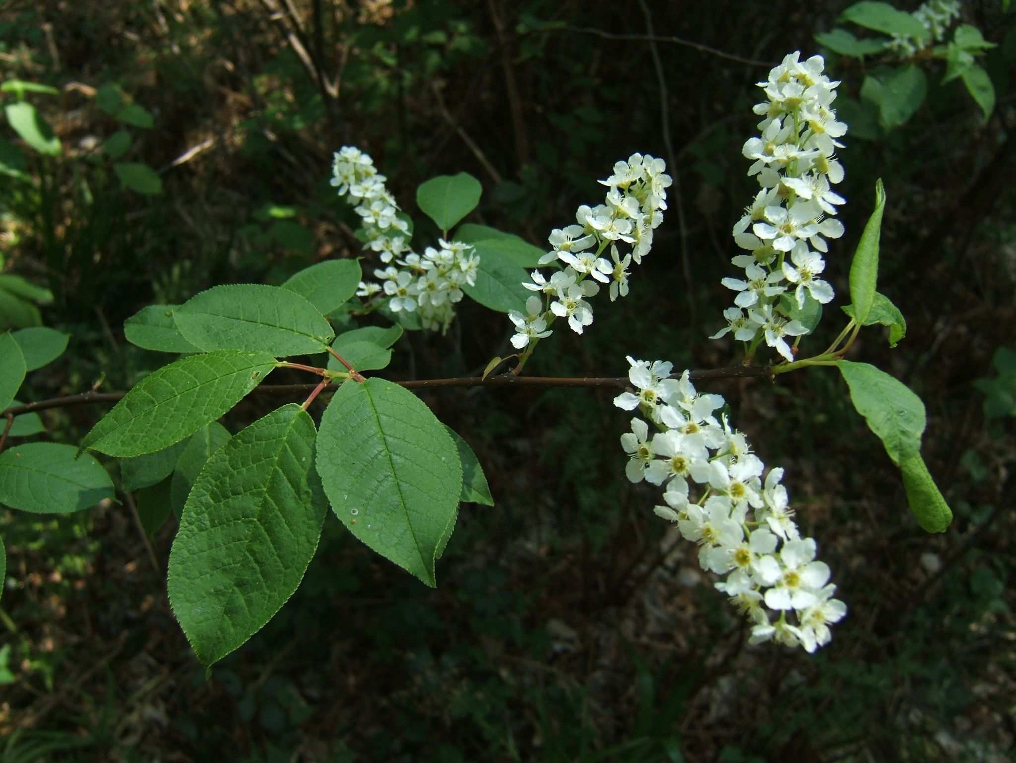 Prunus padus