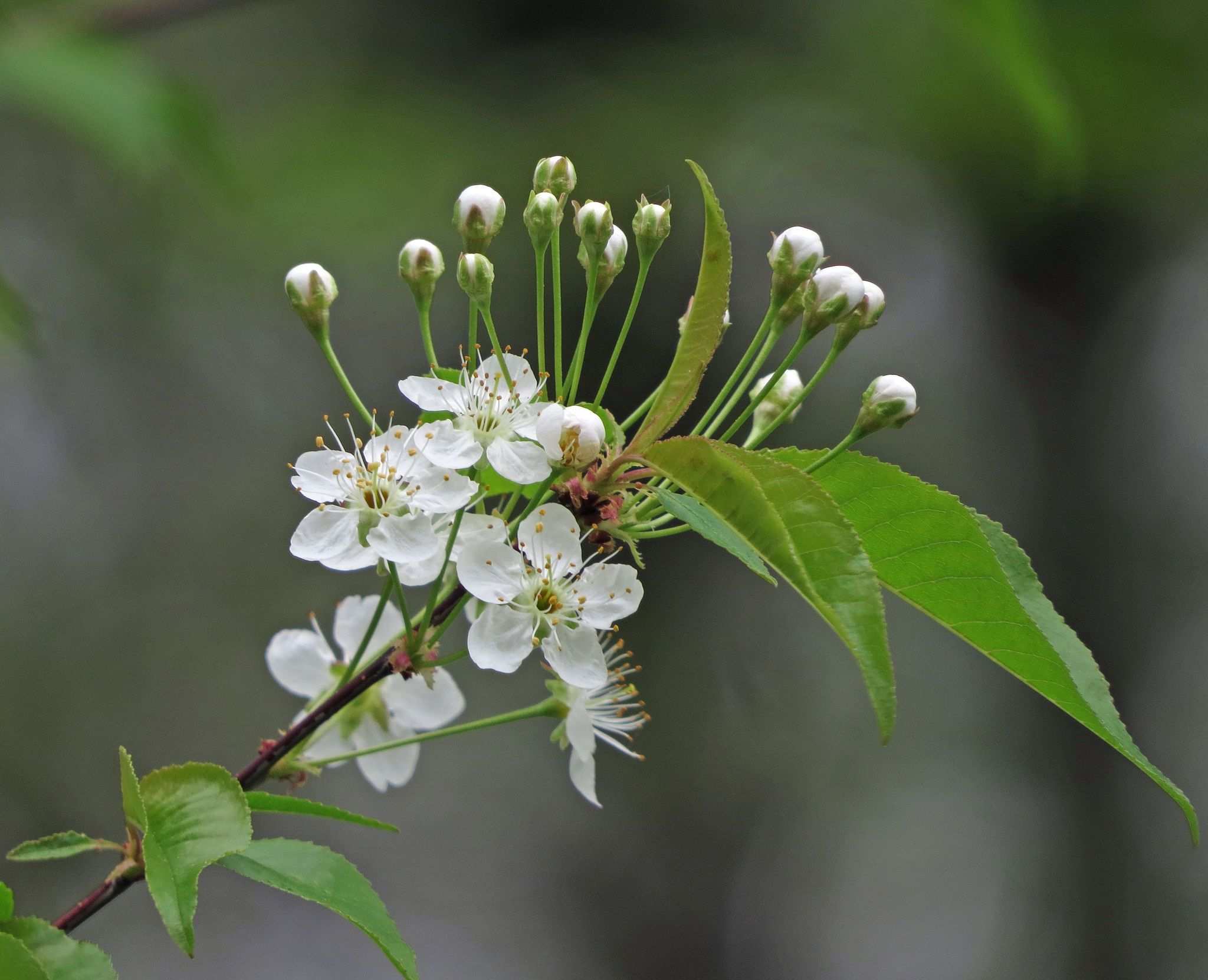 Prunus pensylvanica