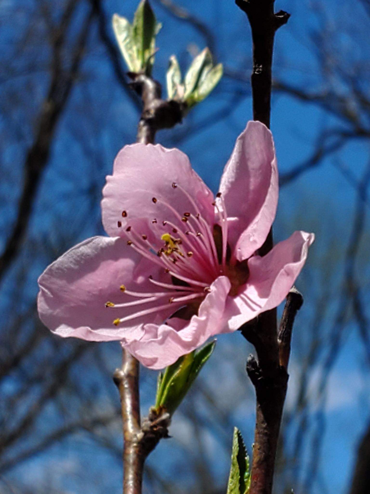 Prunus persica