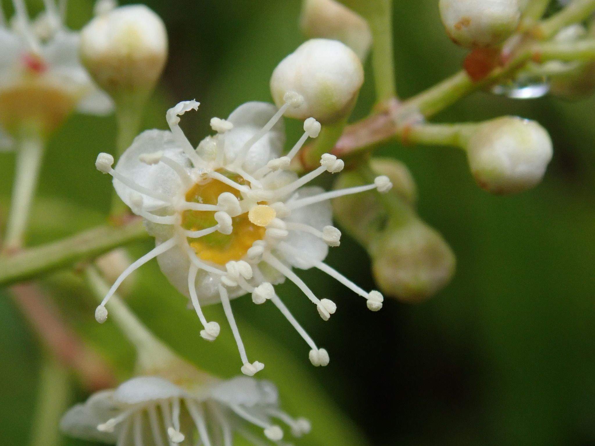 Prunus phaeosticta