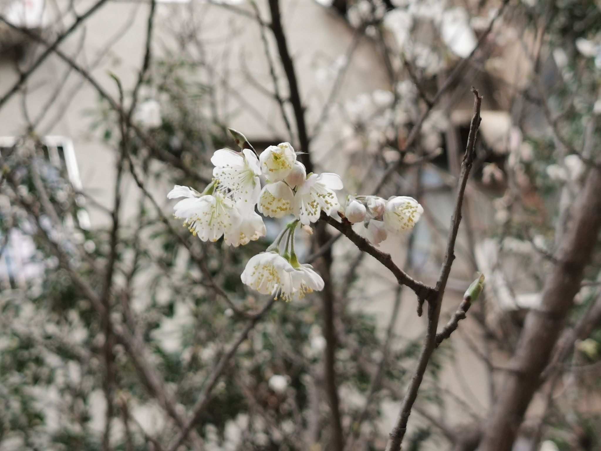 Prunus pseudocerasus