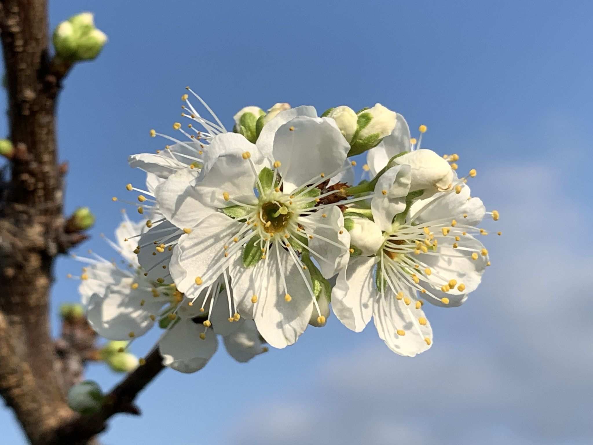 Prunus salicina