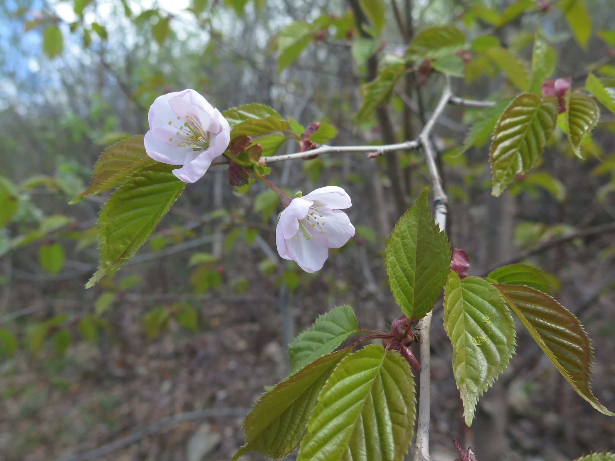 Prunus sargentii