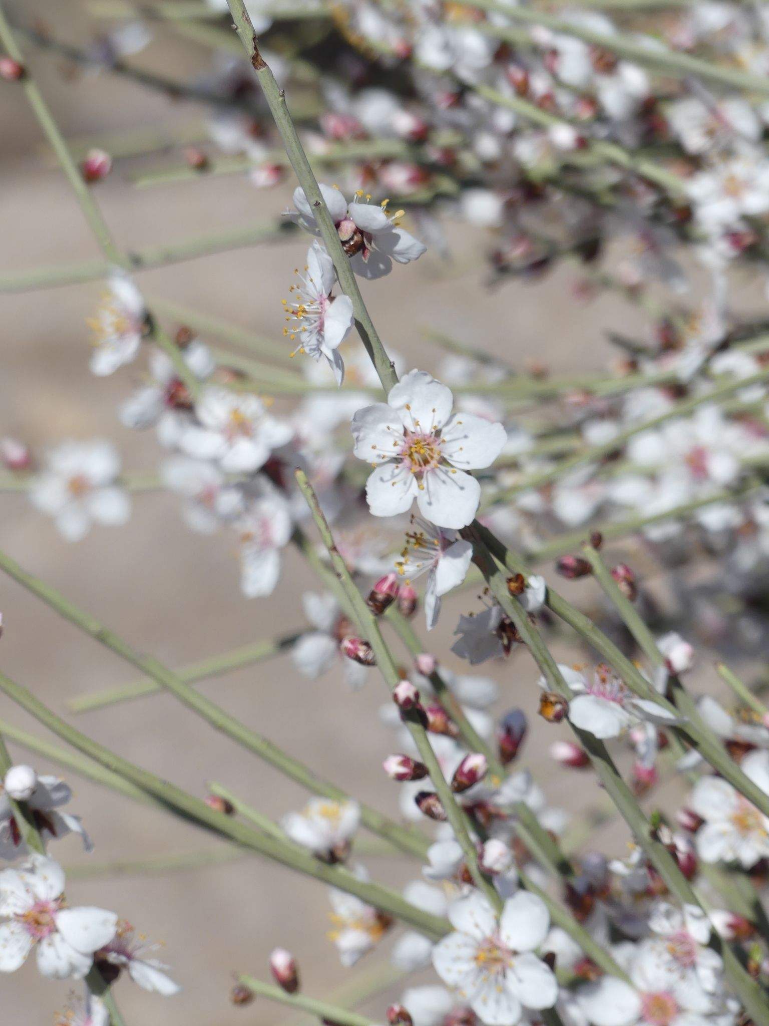 Prunus scoparia