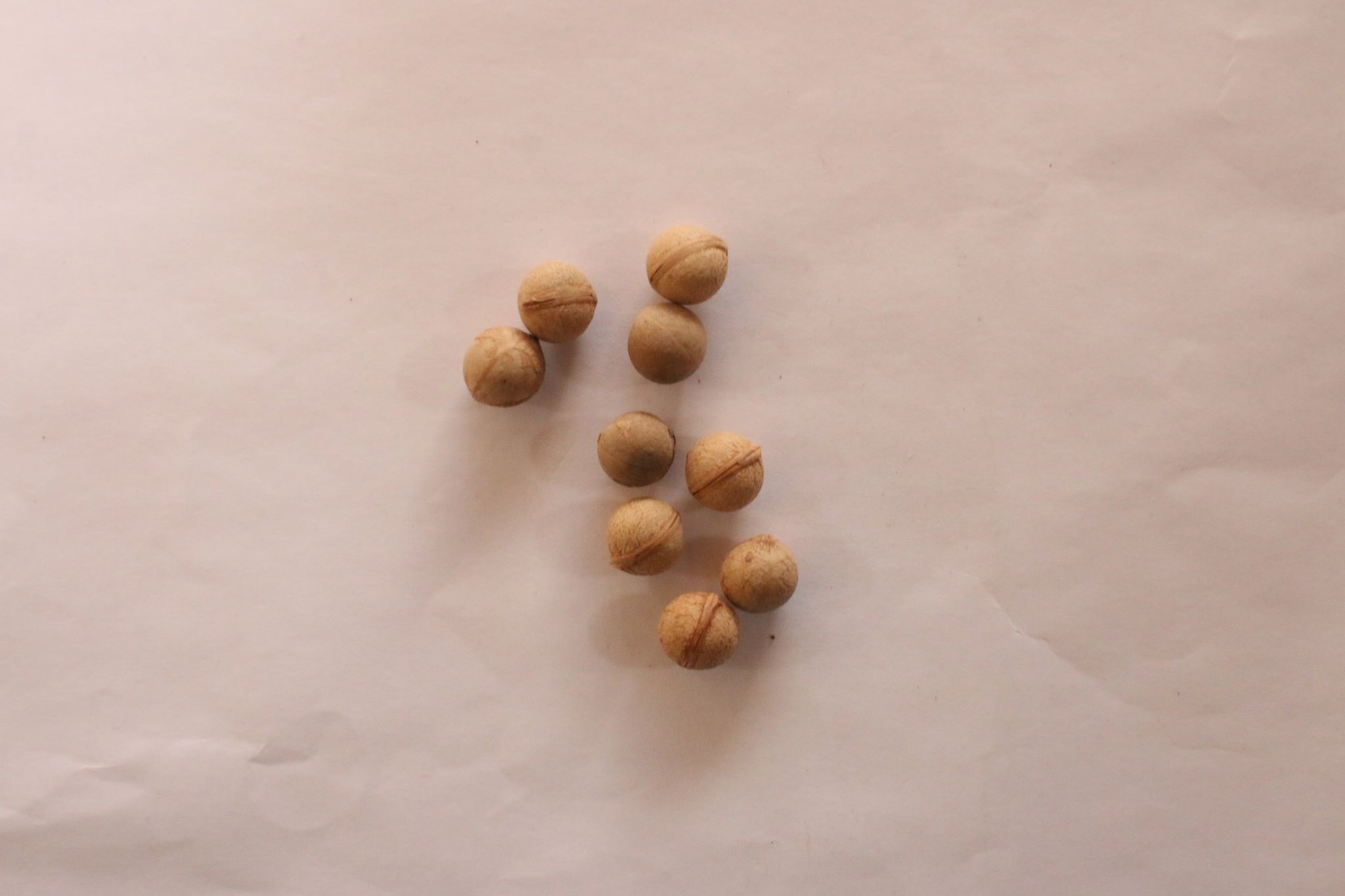 Prunus sellowii
