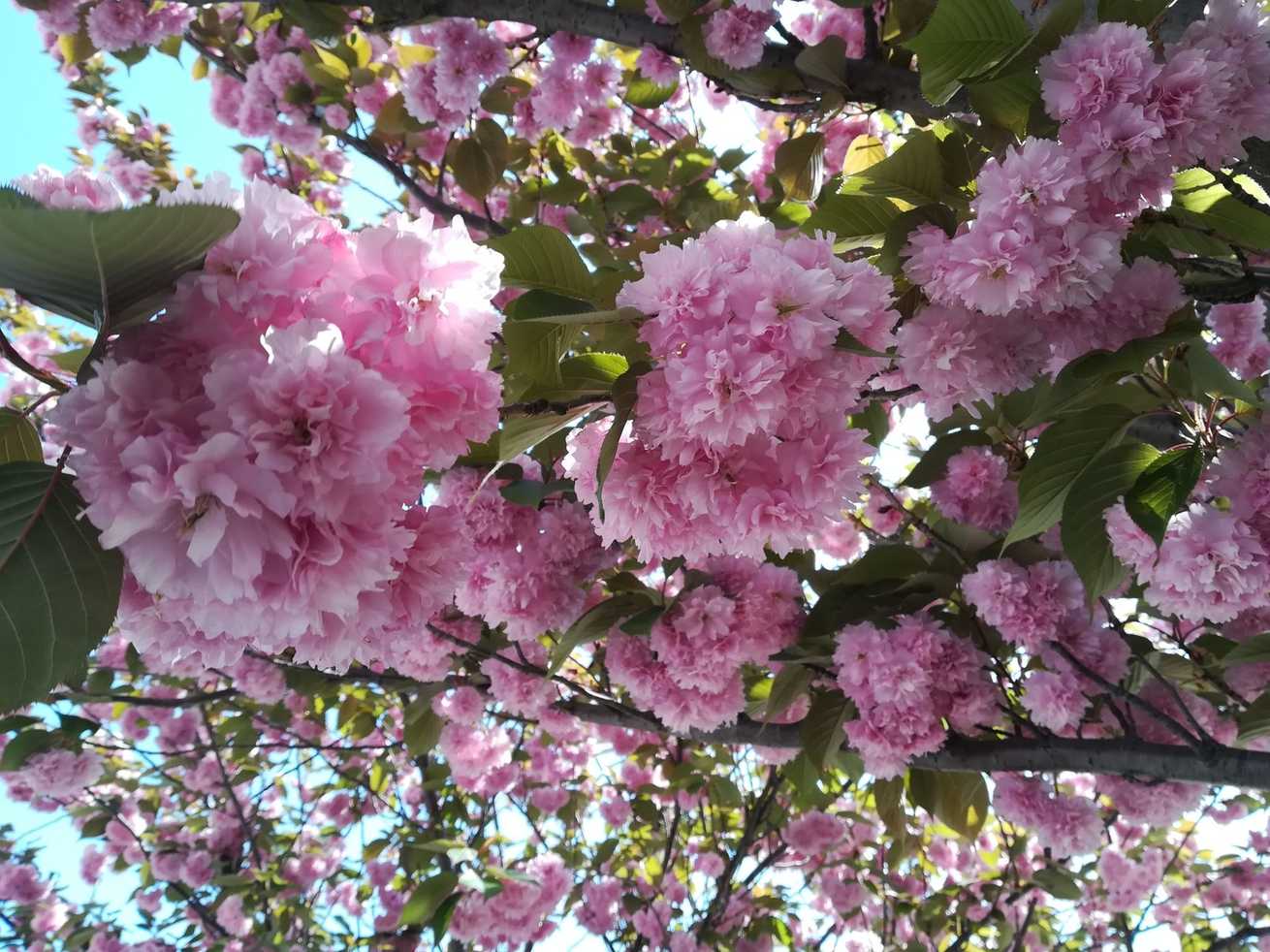 Prunus serrulata