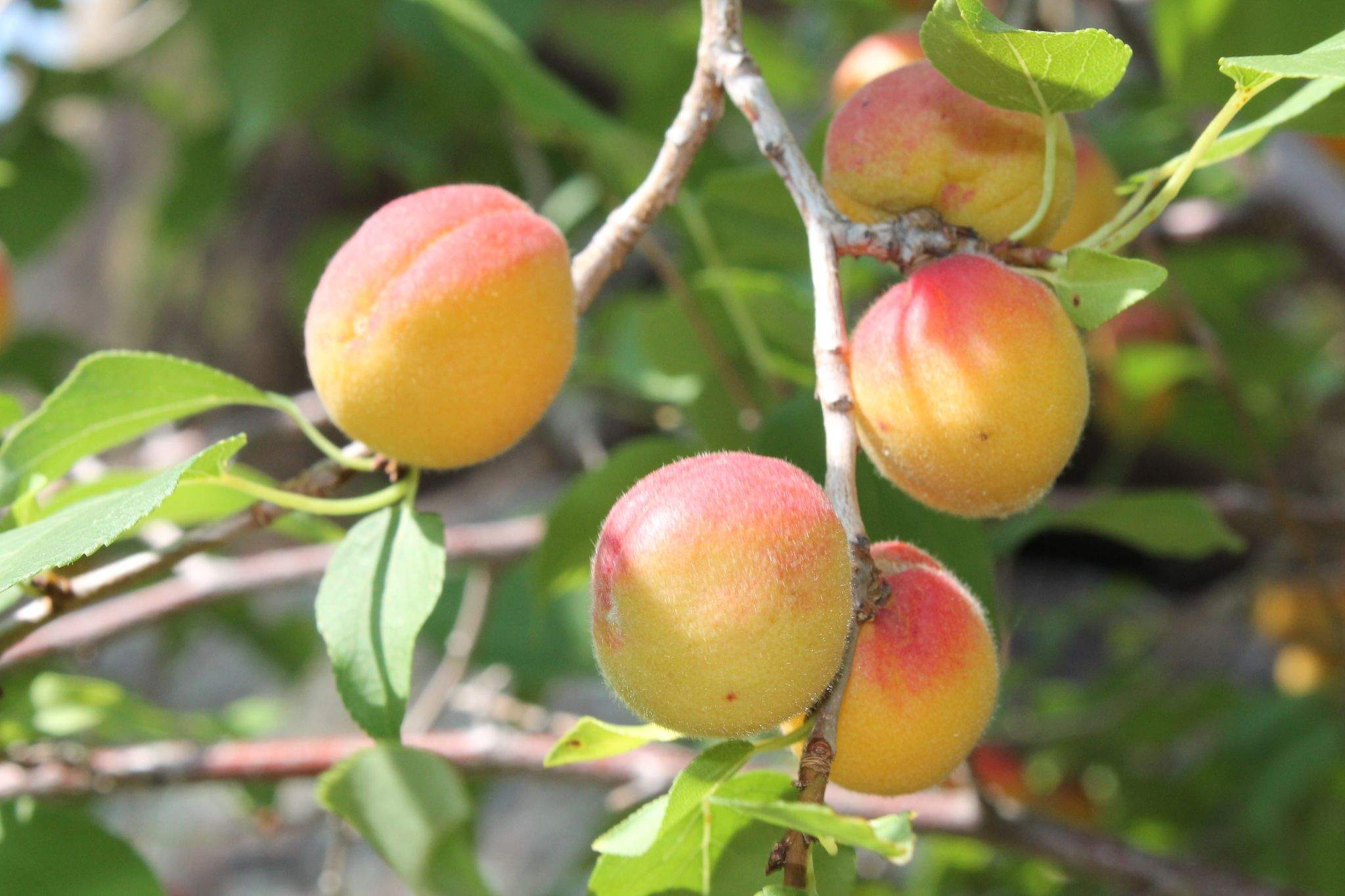 Prunus sibirica