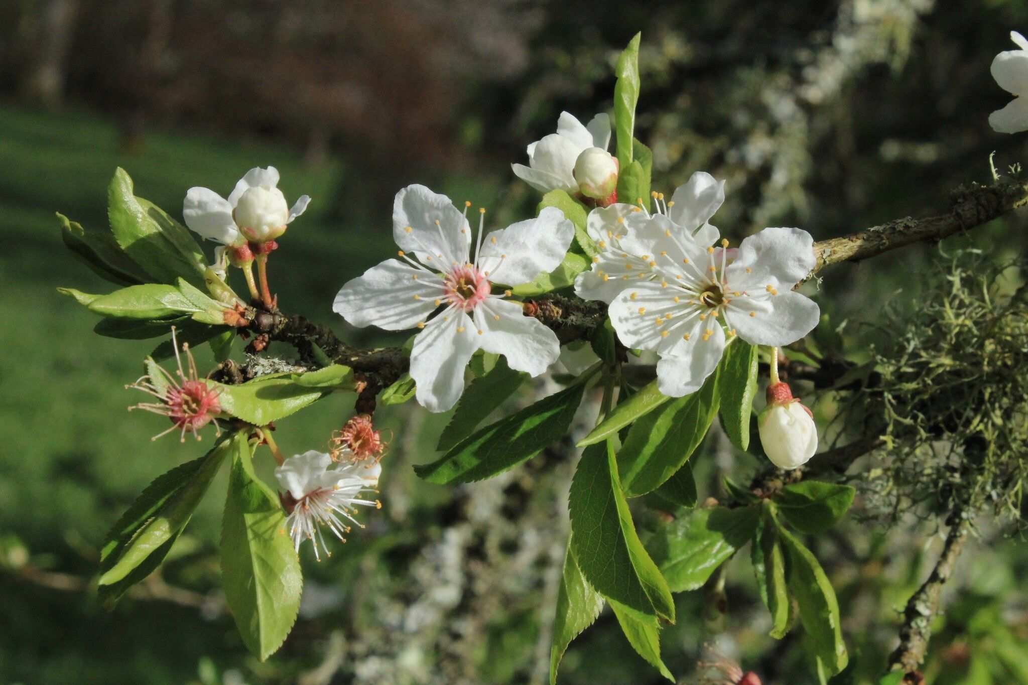 Prunus simonii