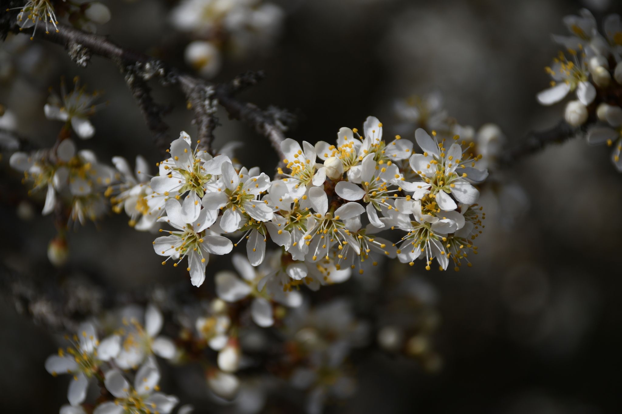 Prunus sp.