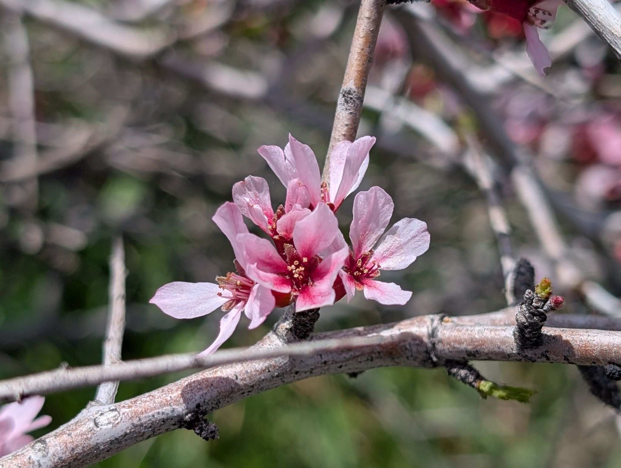 Prunus spinosissima