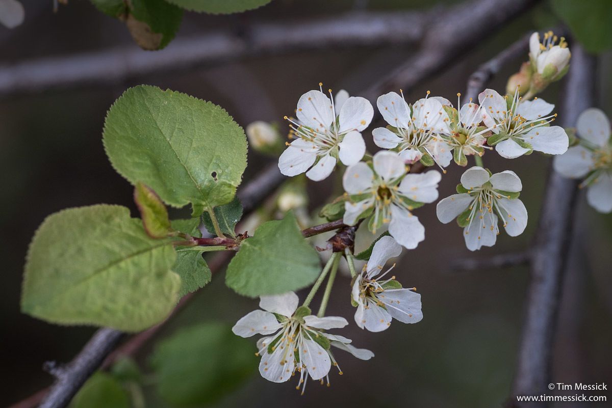 Prunus subcordata