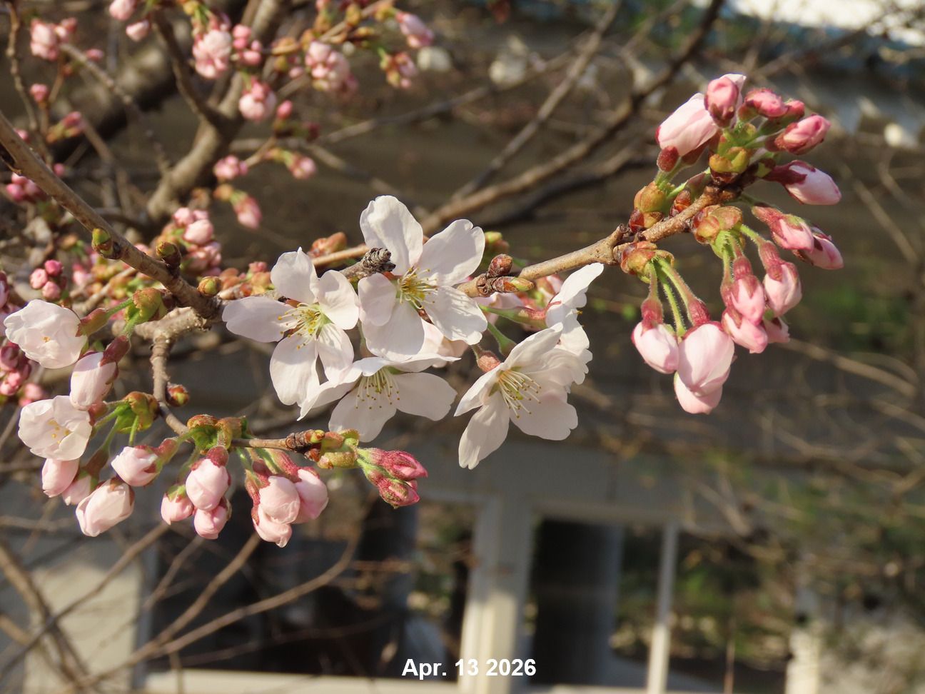 Prunus subhirtella
