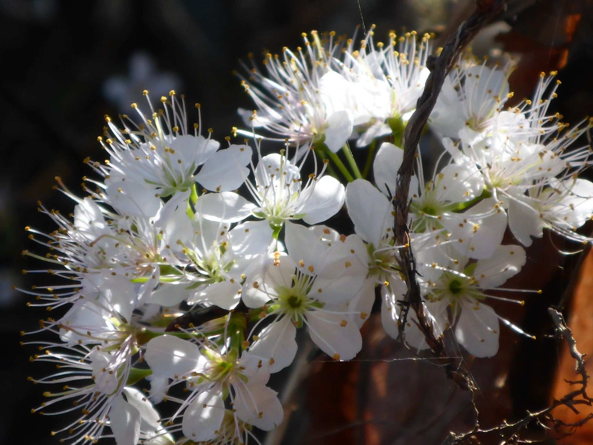 Prunus umbellata