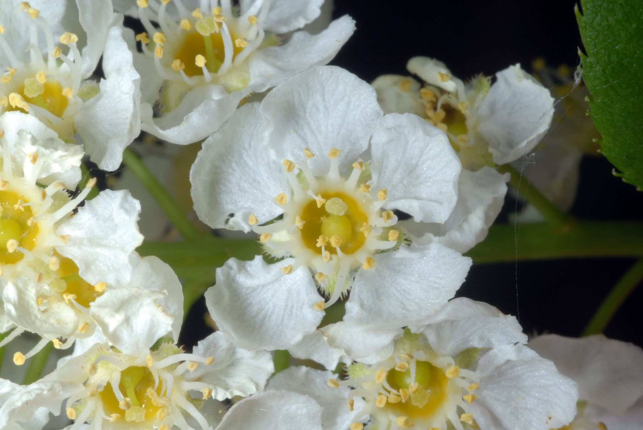 Prunus virginiana