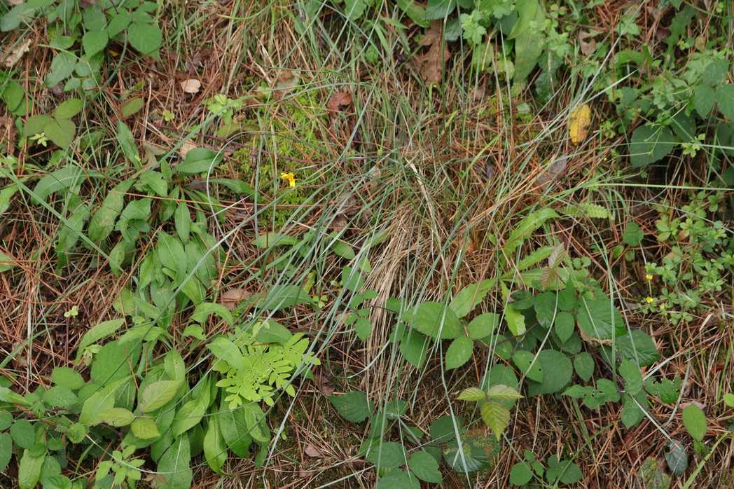Pseudarrhenatherum longifolium
