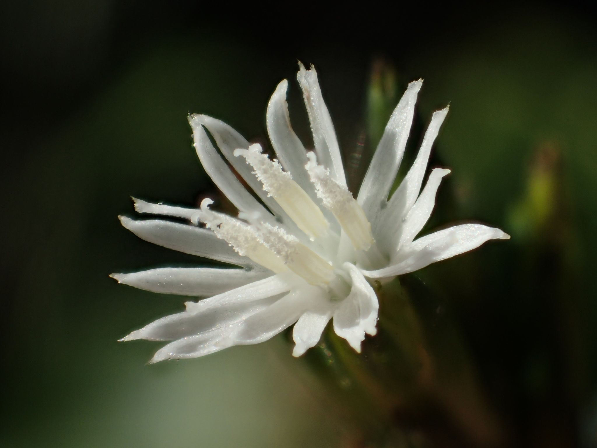 Pseudelephantopus spicatus